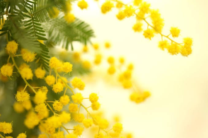 ミモザ予約開始