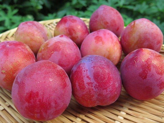 プラム出荷始まるよん