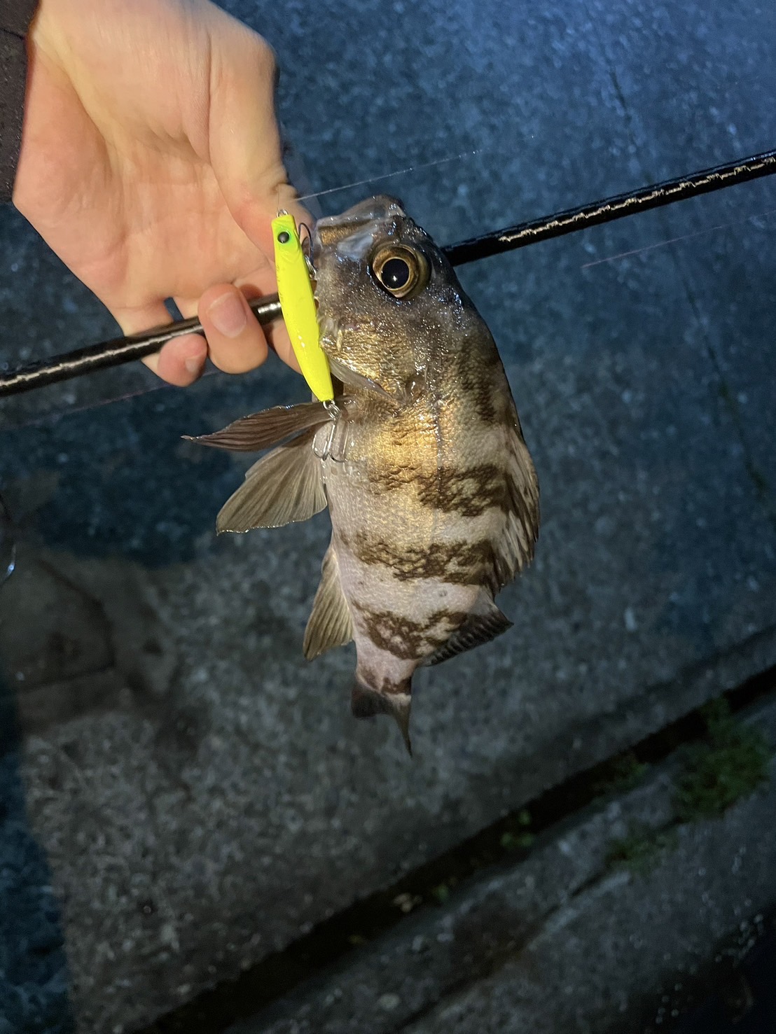 今期もメバリングの時期になってきました🐟