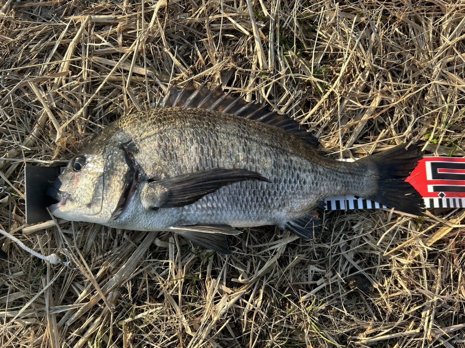 冬のチヌは大型が釣れる！！！