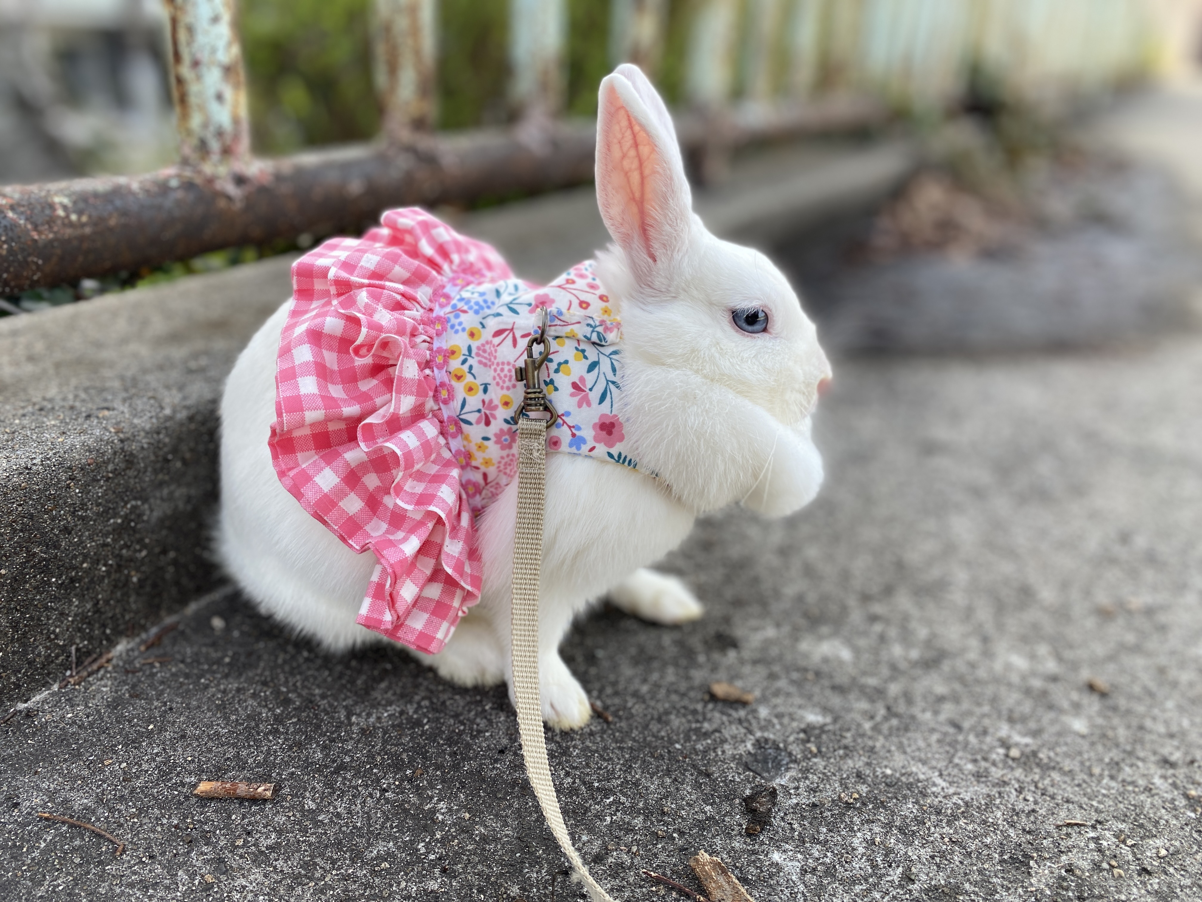 うさぎのハーネス利用について