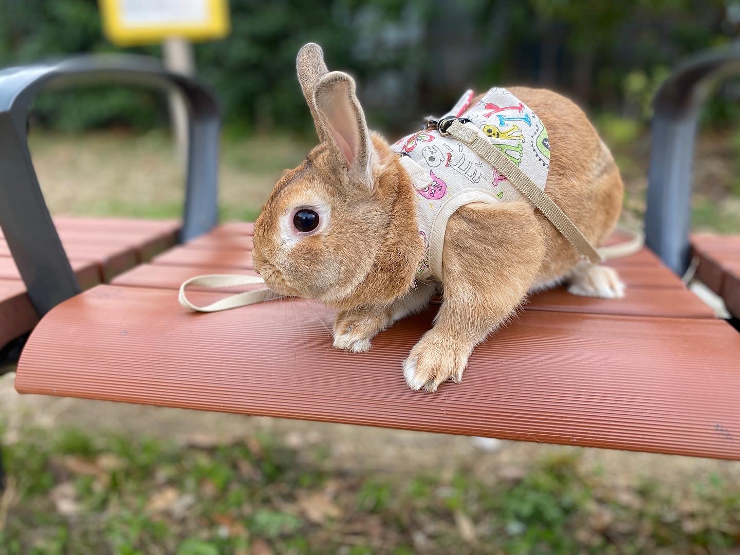 うさぎのハーネスを作り始めた理由