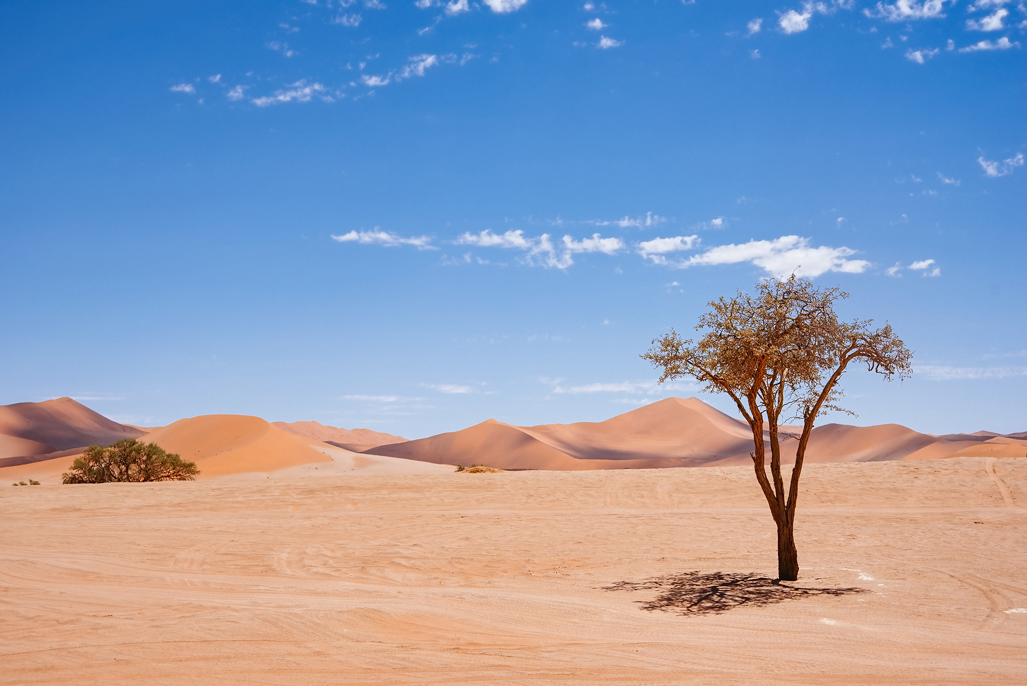 猛暑で頭皮が「砂漠化」!?今すぐ頭皮の色をチェックしよう!