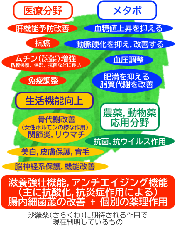 沙羅桑（さらくわ）に期待される作用と、桑甘露の効果を最大化する秘訣