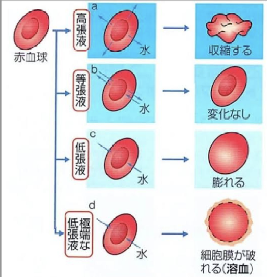 クエン酸の高用量長期摂取で何が起こるのか？
