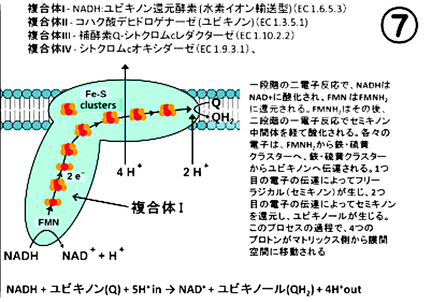 ミトコンドリアと人体。どれだけの鉄が必要なの？