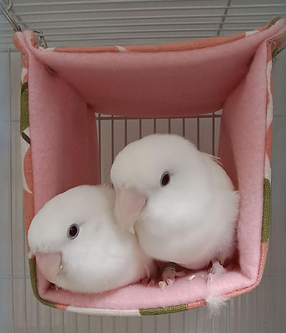 新着ラブバードサイズのバードテント✨