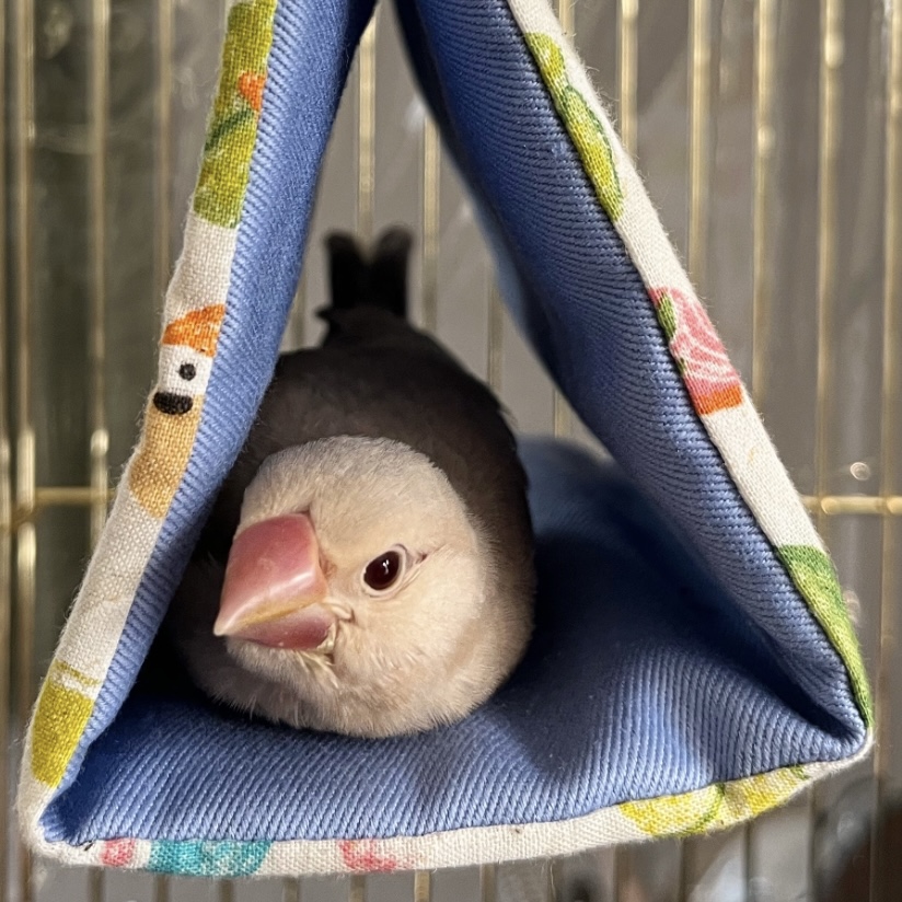 バードテント初めての方へ