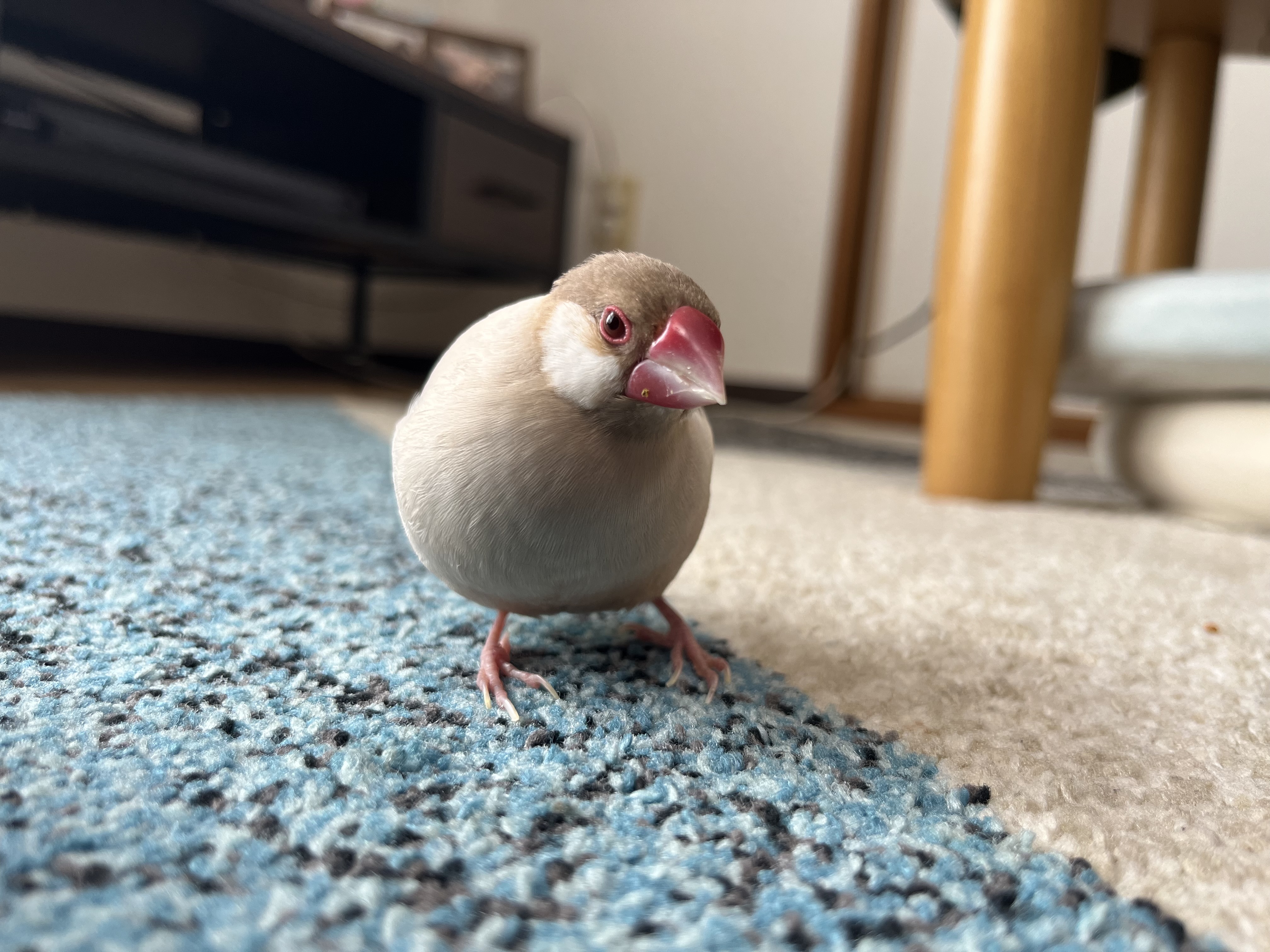 お値段改定させていただきましたm(__)m