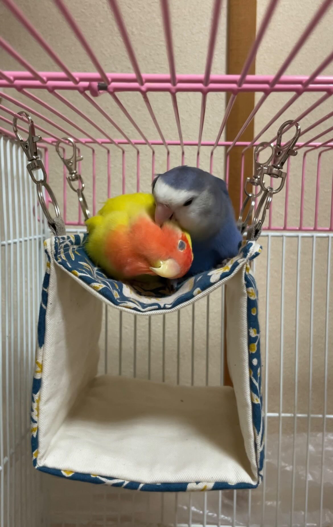 コザクラインコのお客様✨