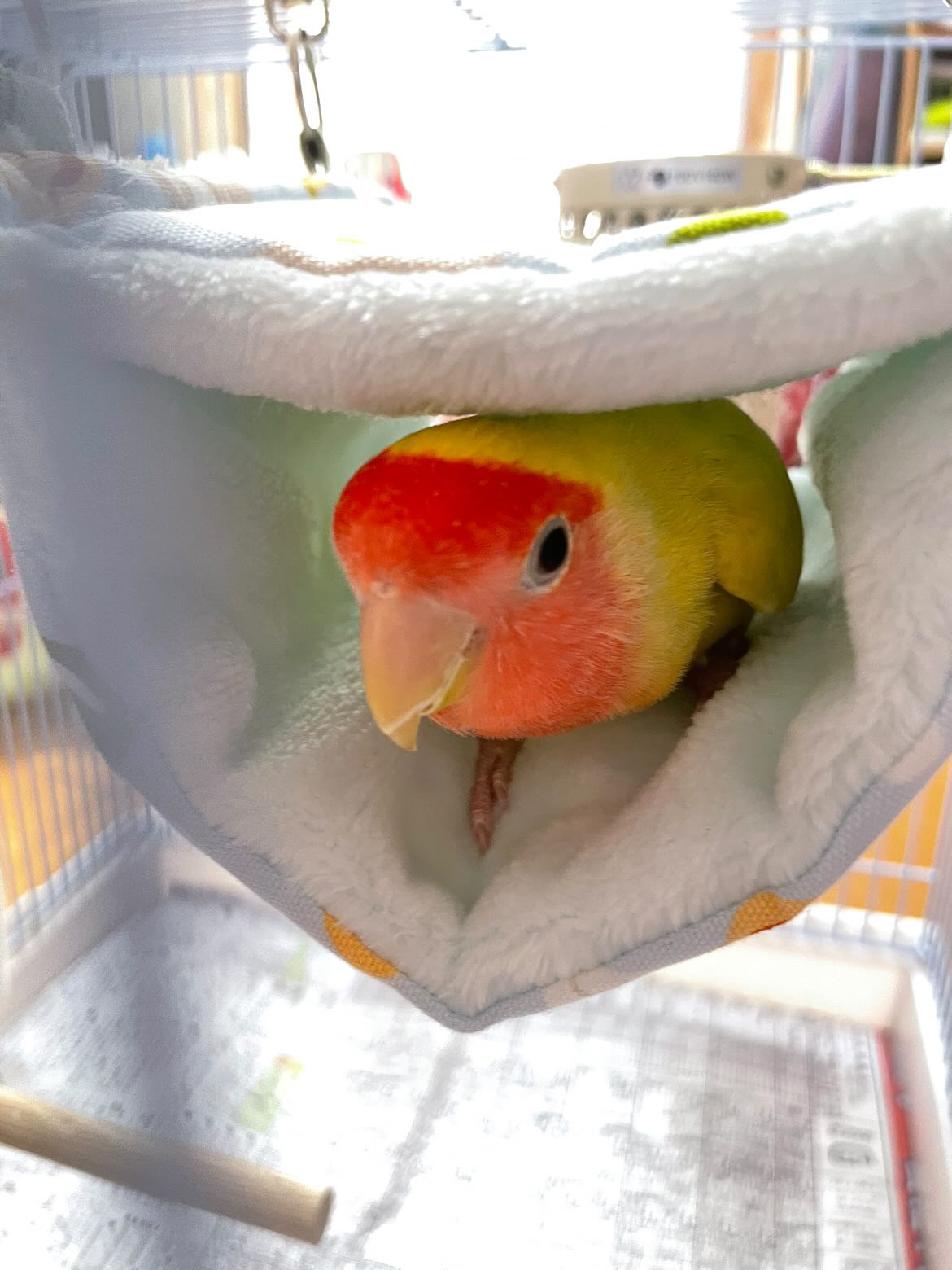 きぃちゃん🍌おナスちゃん🍆