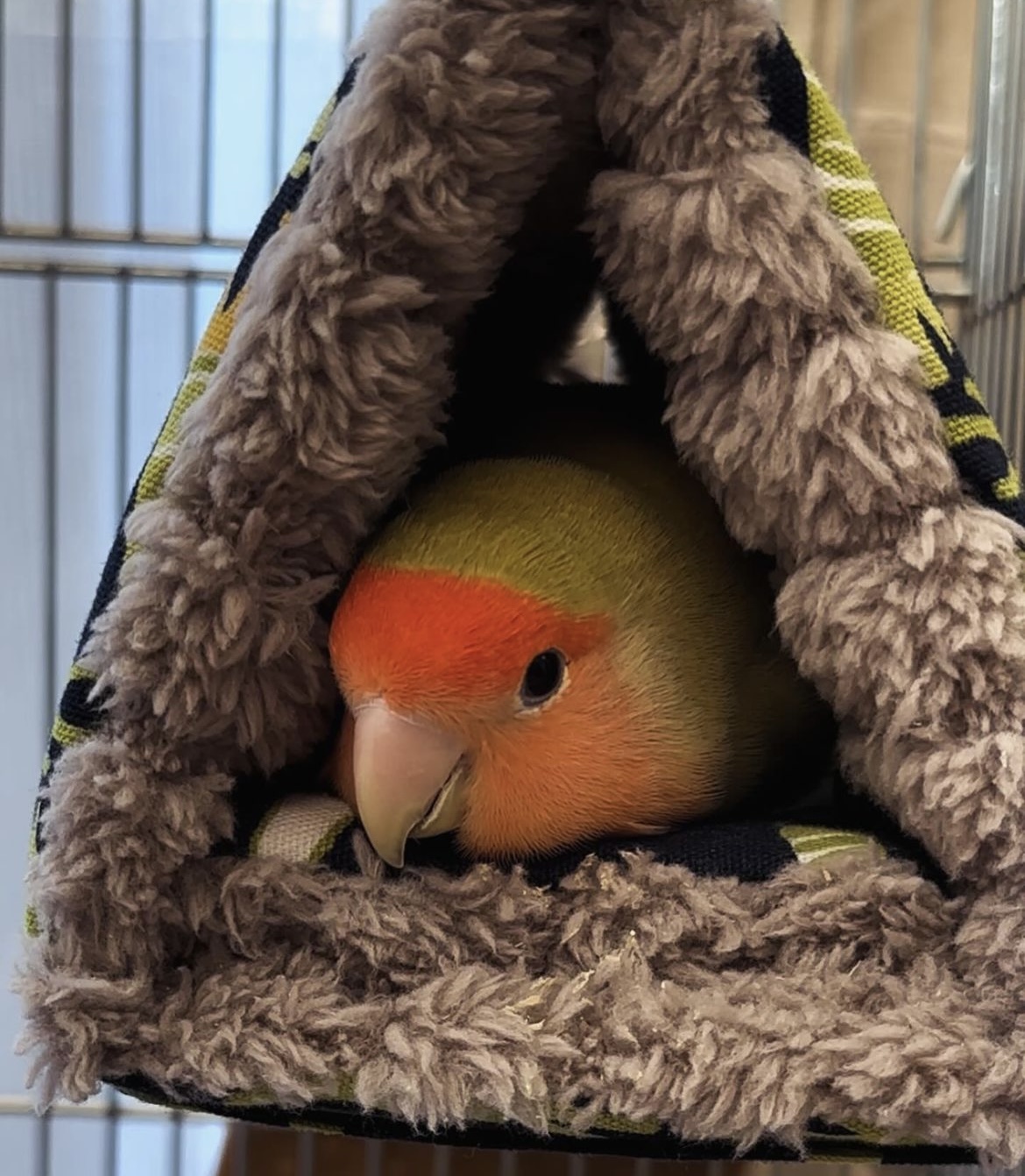 ボアバードテントのモデルさん❤️