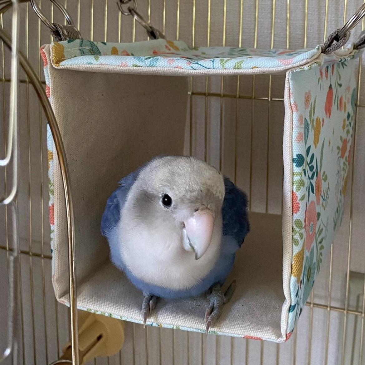 コザクラ（つぶちゃん）のお客様✨④