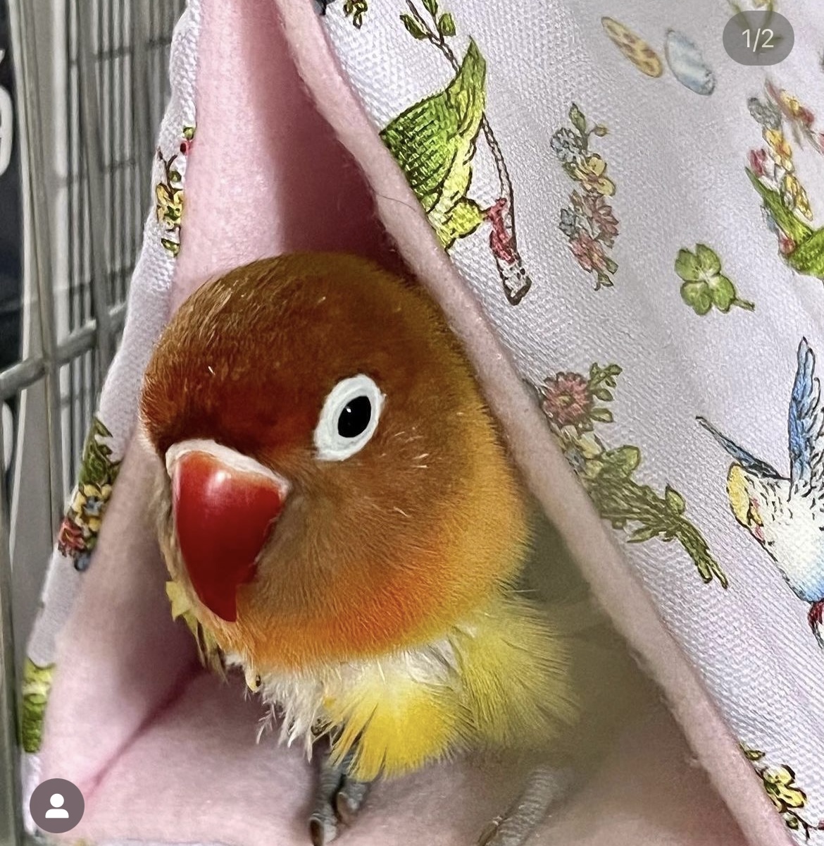 バードテントのお客さま紹介⑥✨