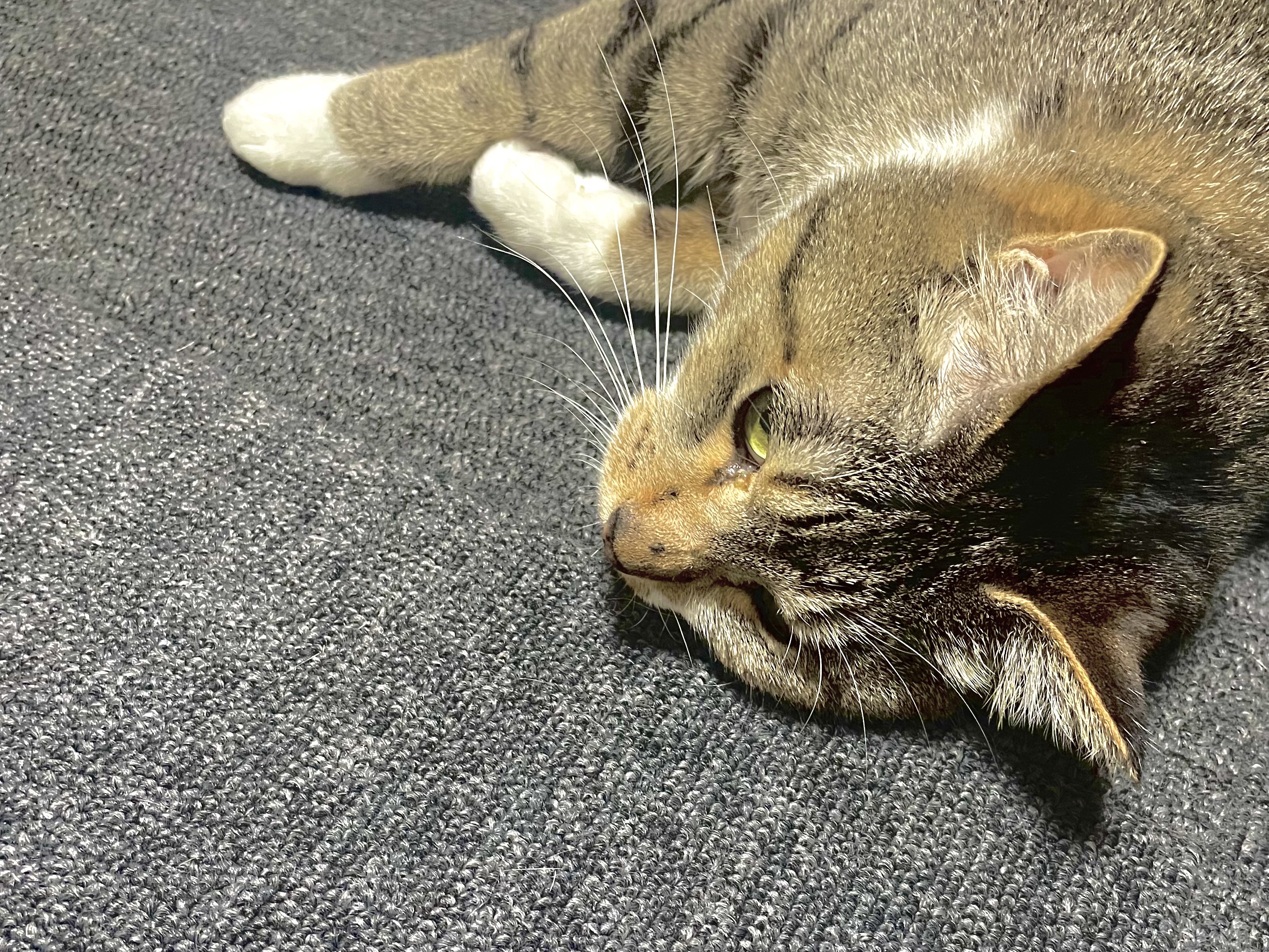 テガミのねこちゃんのこと