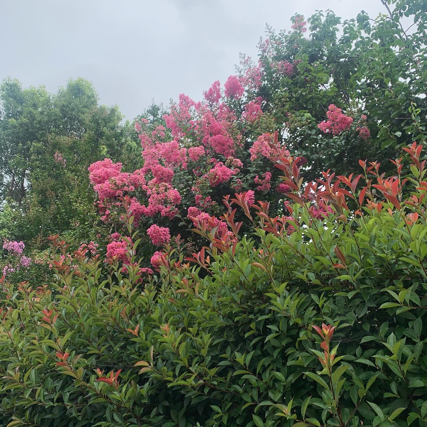 梅雨…