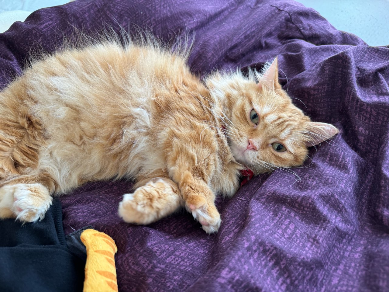 GW、まずは数か月前から予約してあった猫シャンプー