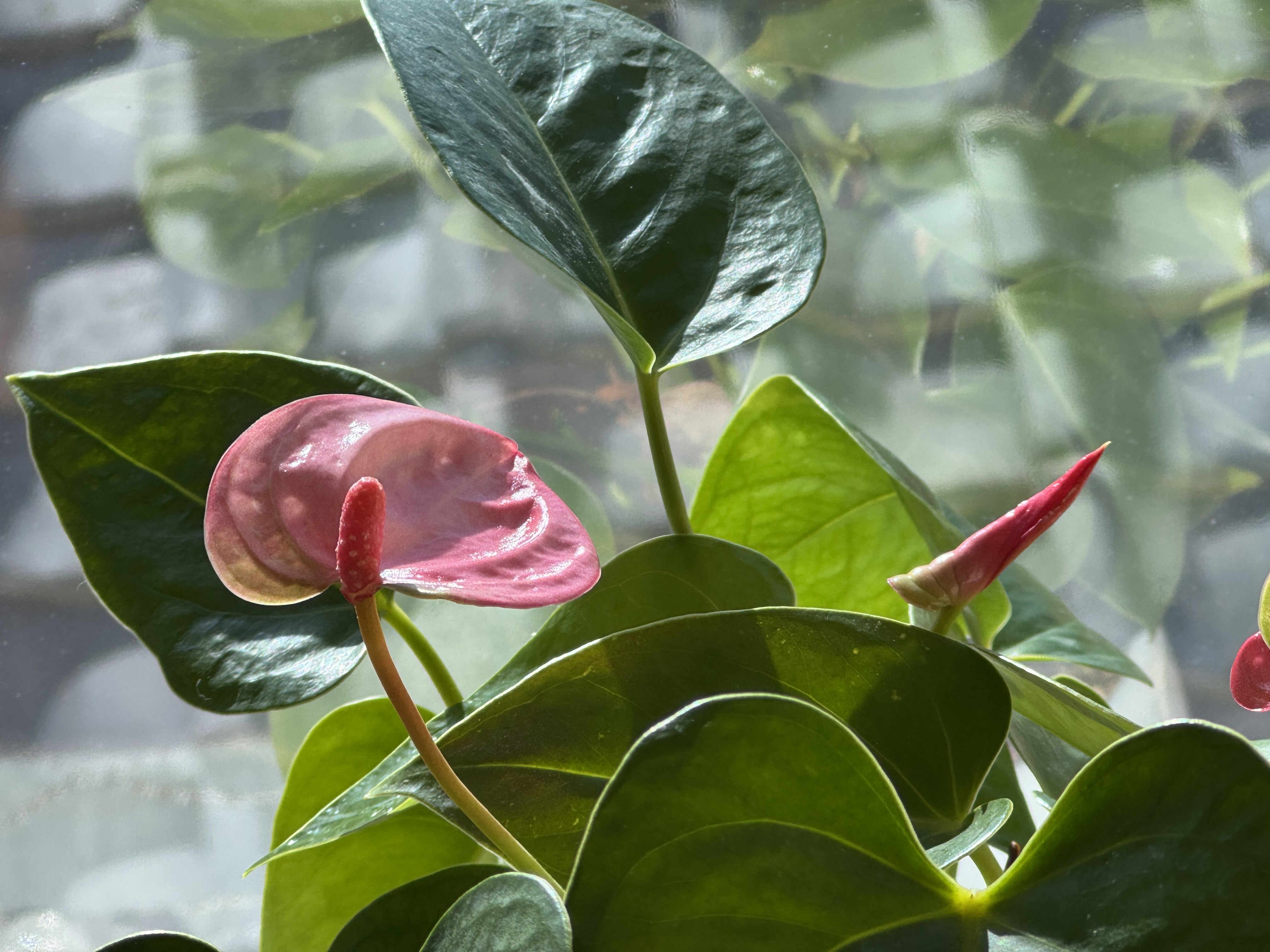 植え替えをしたアンスリウムが咲いてきました