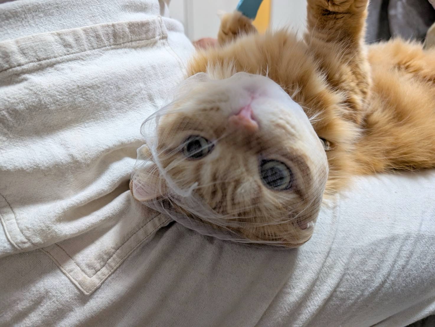先日 猫さんの肉球回りをカット 笑