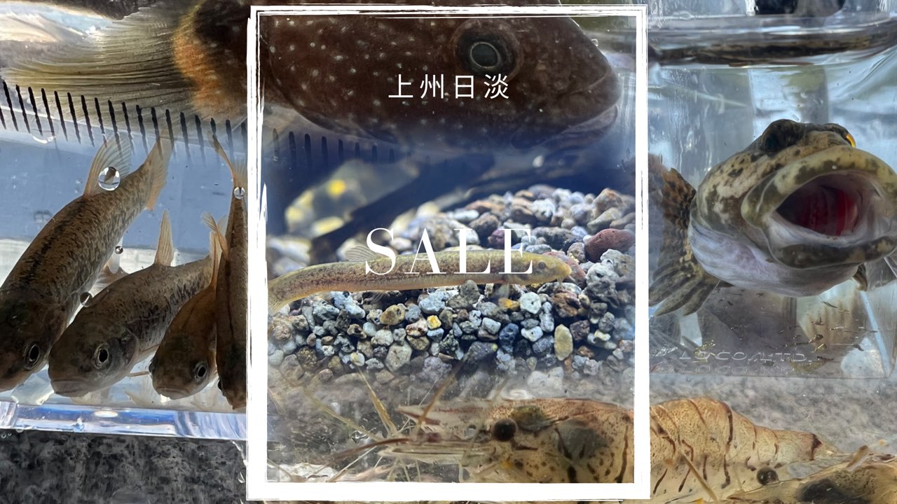 公式LINEの登録はこちら