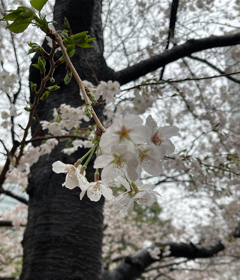 桜の季節。