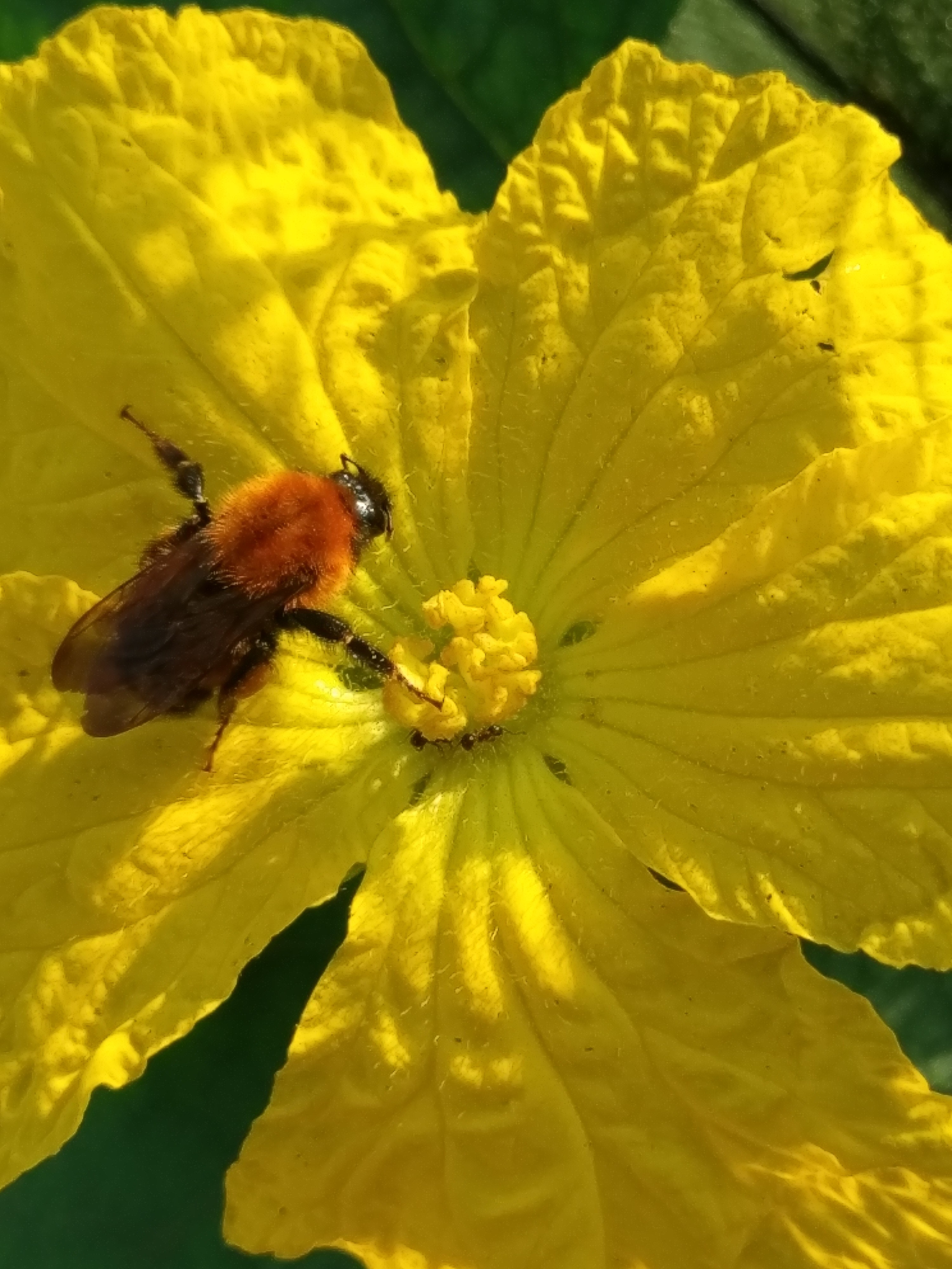 ２０２５．１２．３  へちま便り 【へちま絵に込められた想い②】