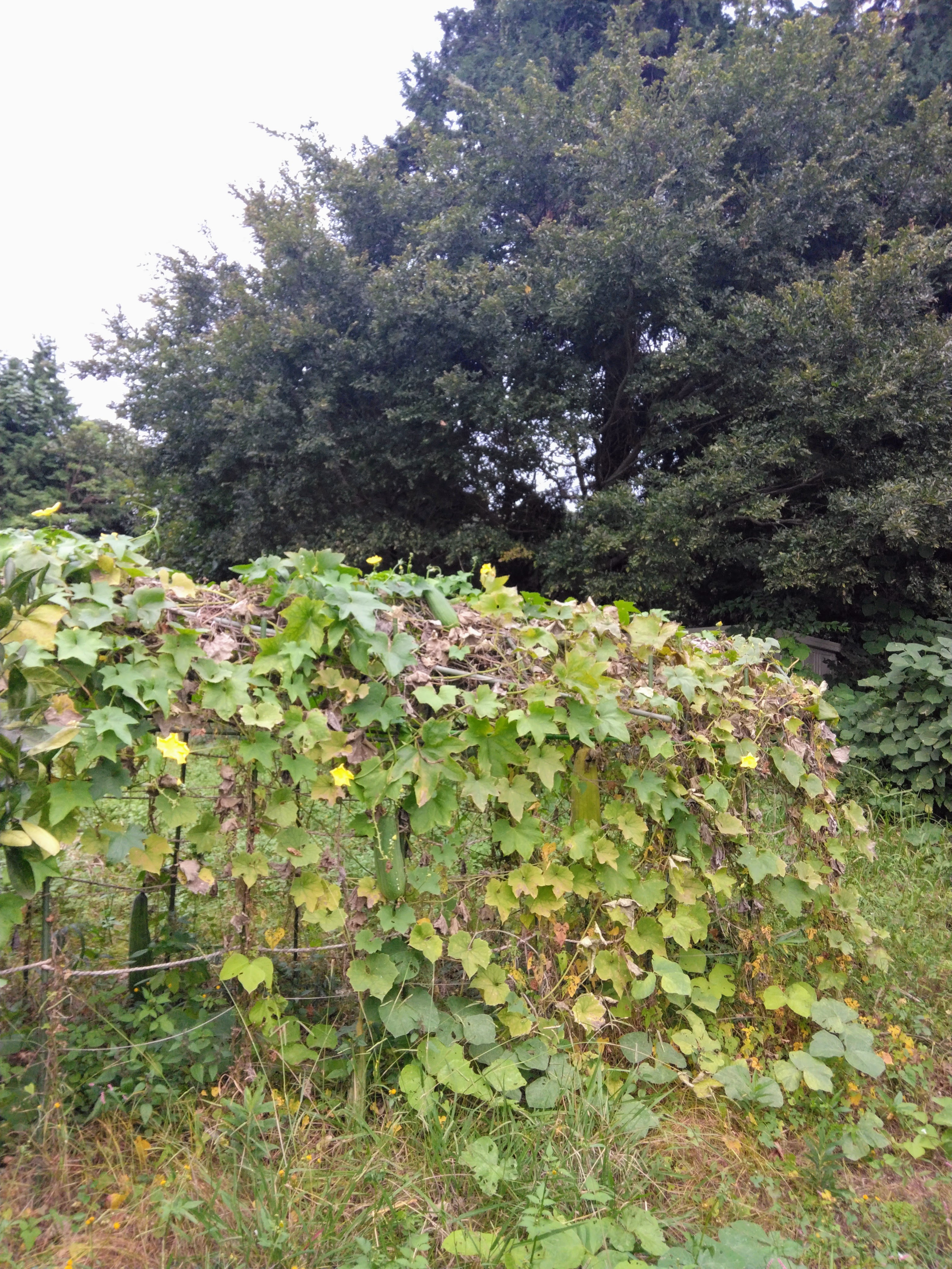 2025.10.17 へちま便り 【畑の記録1014】