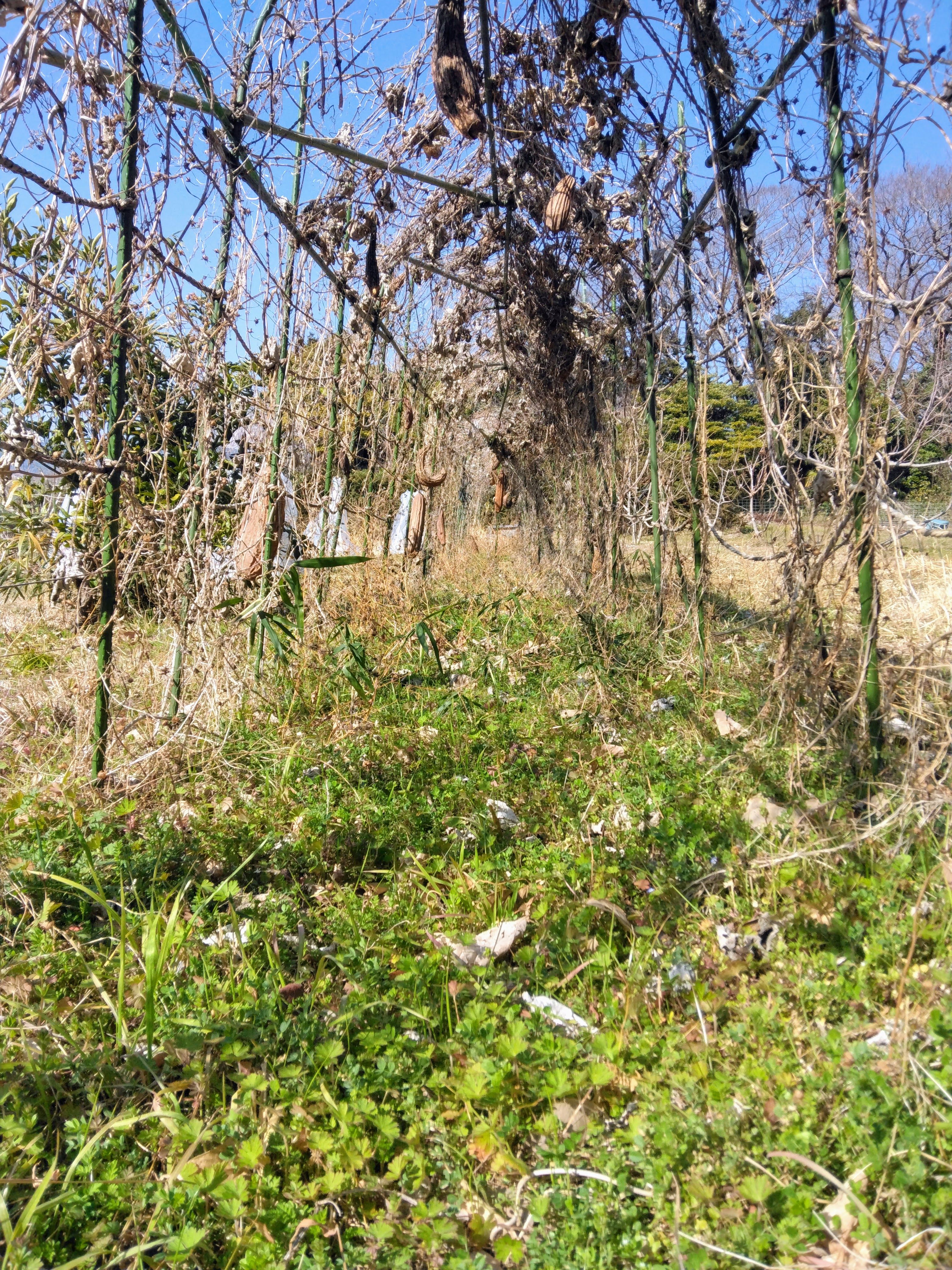 ２０２６．２．１９  へちま便り 【ただ今、省エネ中】