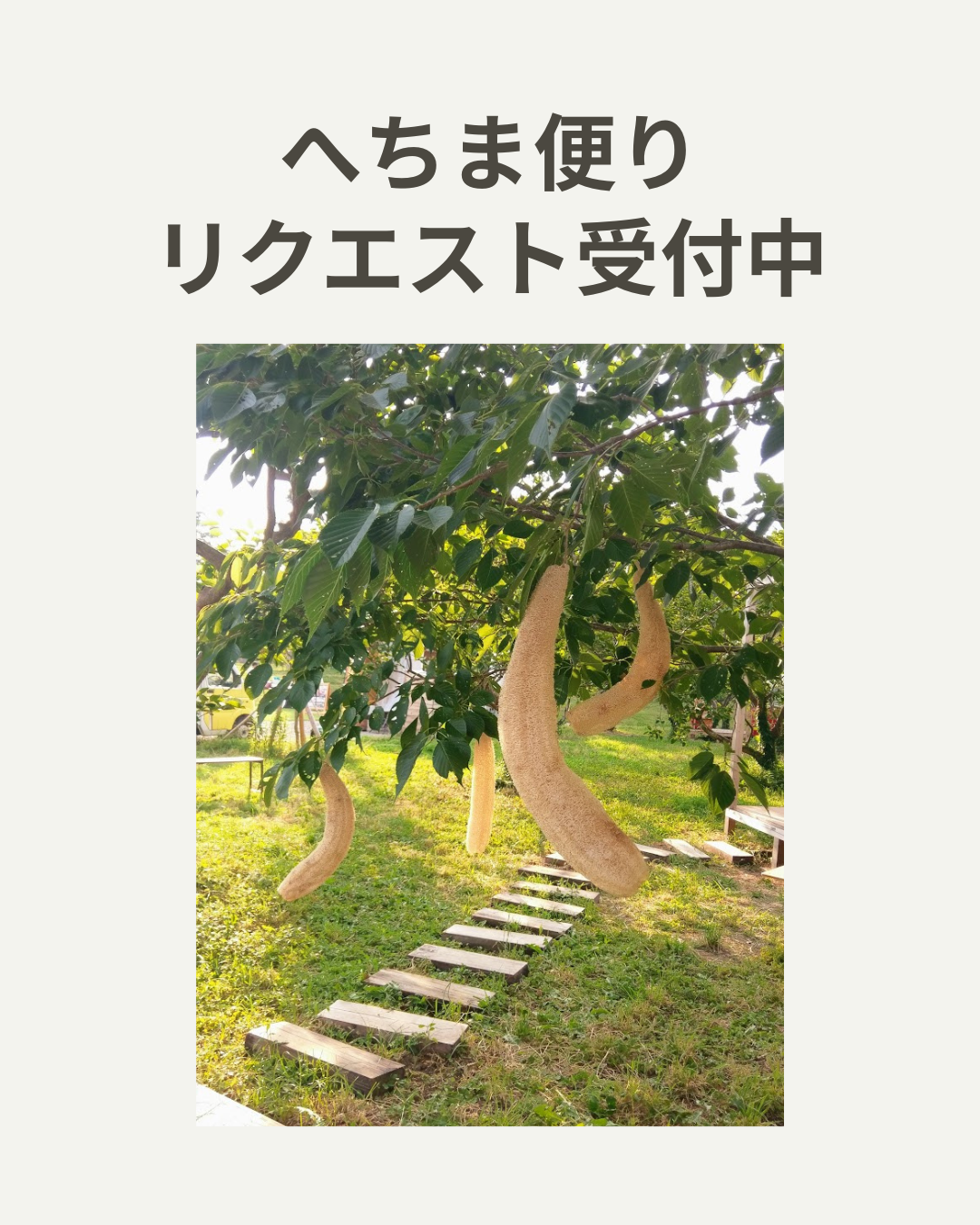 ２０２６．１．１８     へちま便り  【へちま便りリクエスト受付中】