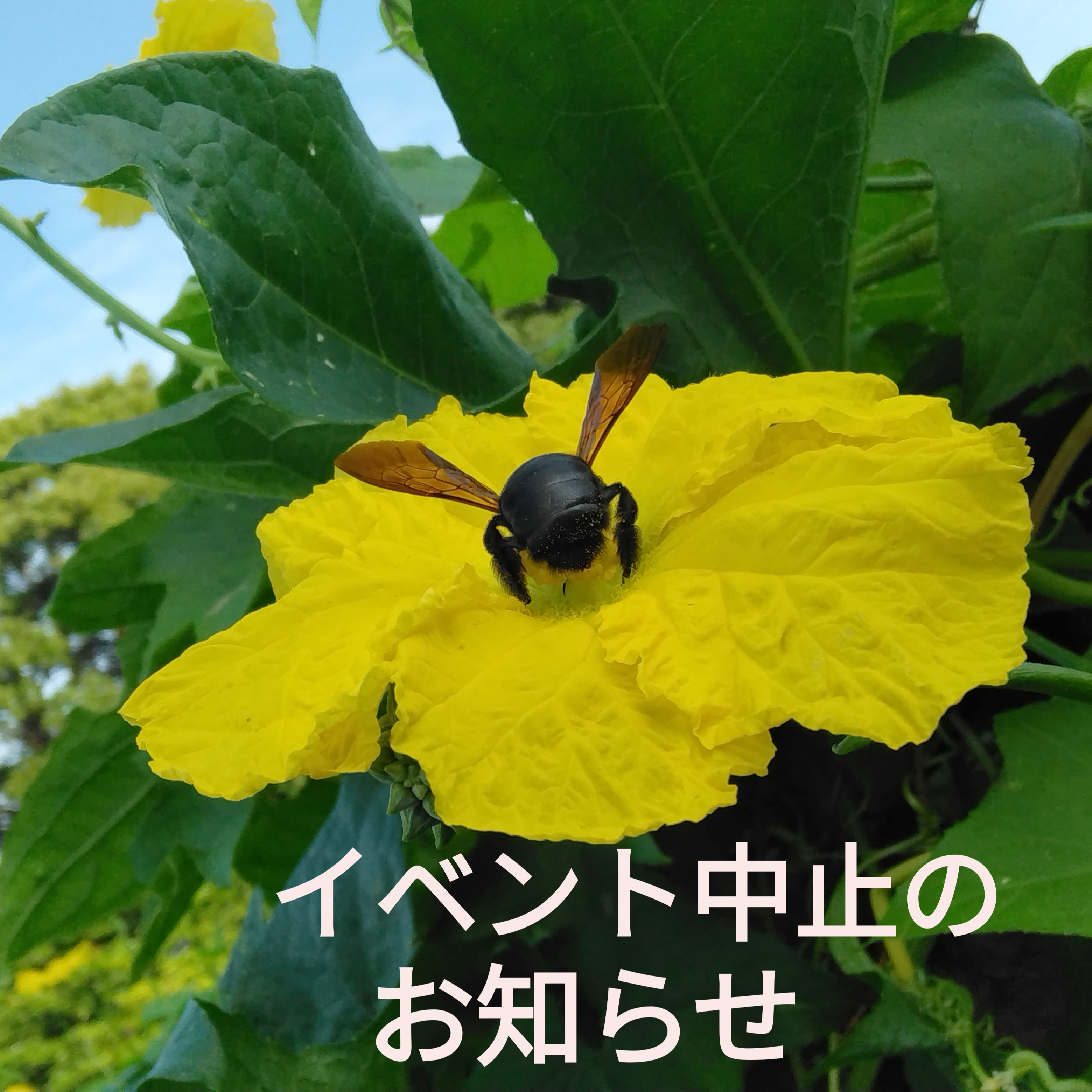 ２０２４．８．２７  へちま便り （号外）「イベント中止のお知らせ」