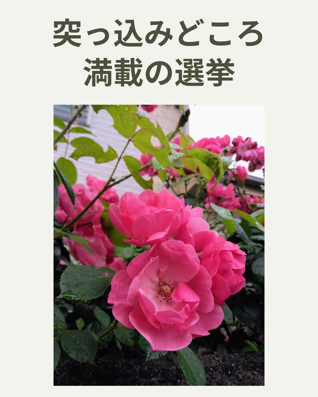2026.2.7 へちま便り 【突っ込みどころ満載の選挙】
