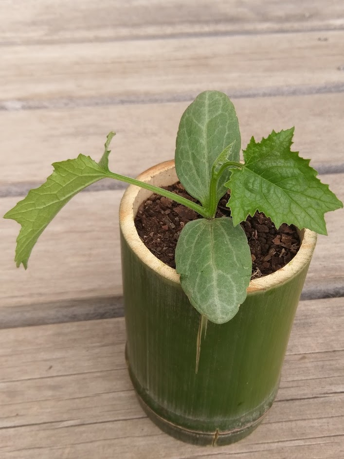 ２０２５．５．１１  へちま便り 「一緒にへちま苗を植えませんか？」