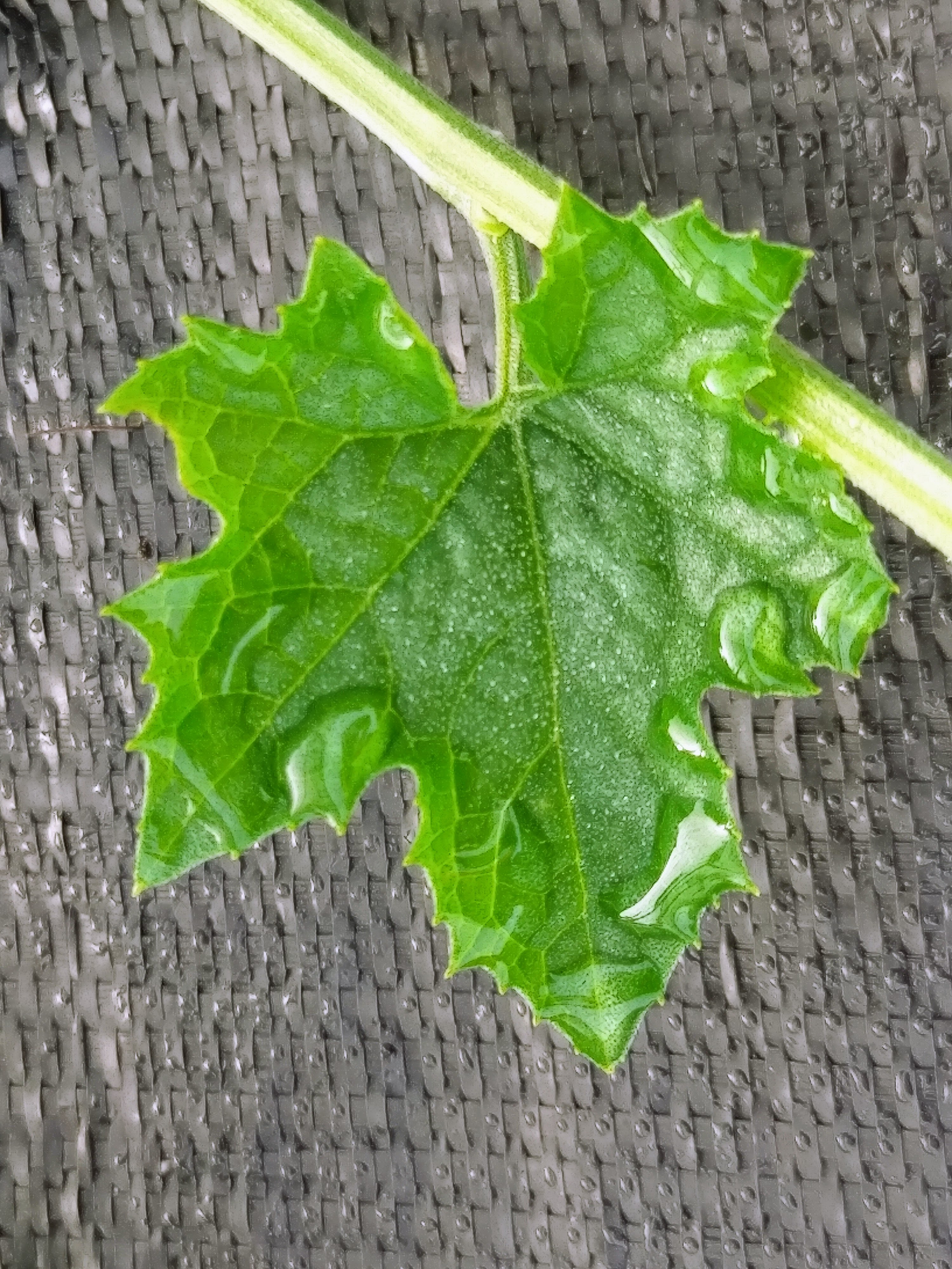 2025.8.31 へちま便り 【へちま水納品、無事完了!】