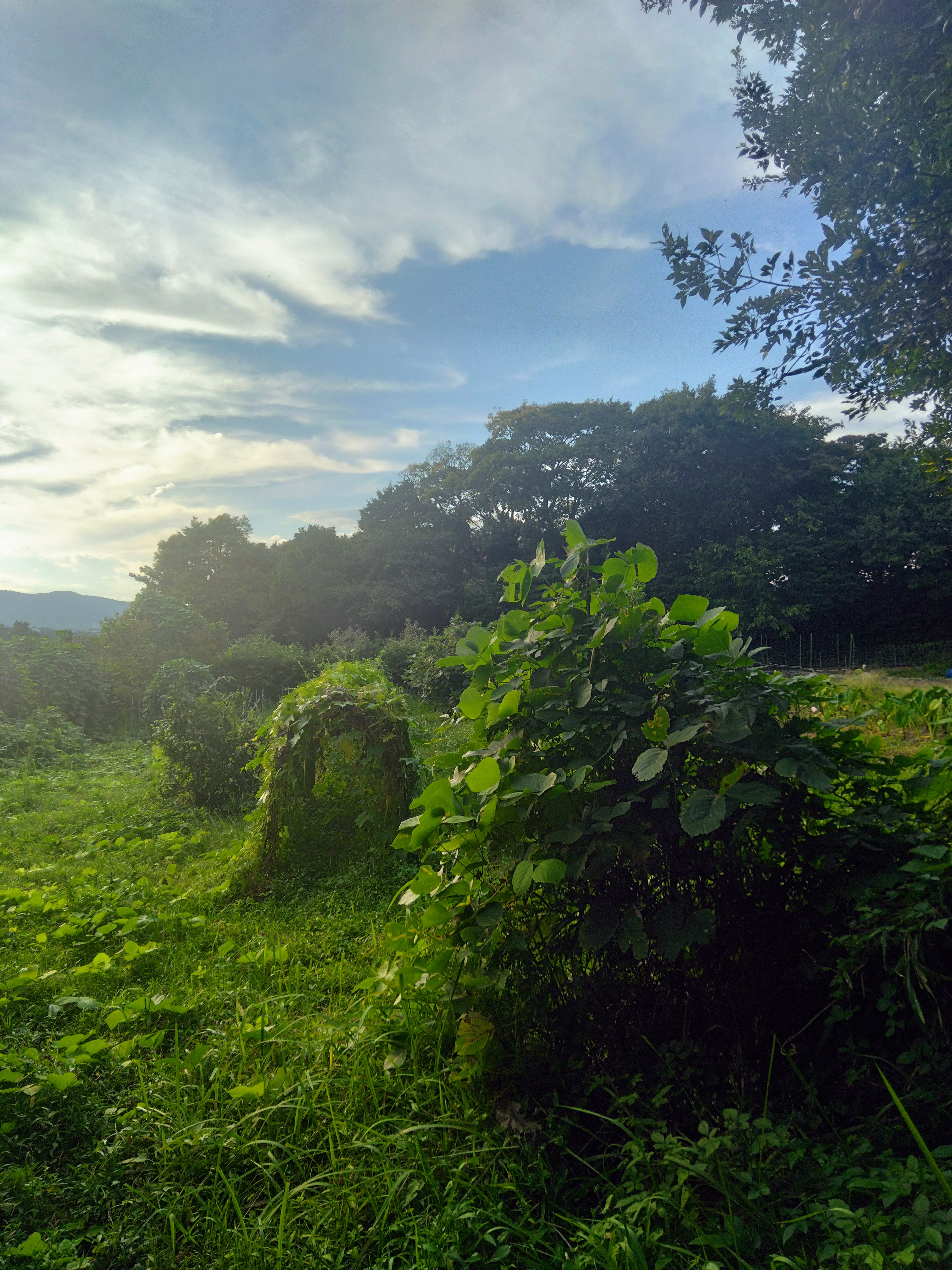 ２０２５．１０．４     へちま便り  【畑の記録1002】