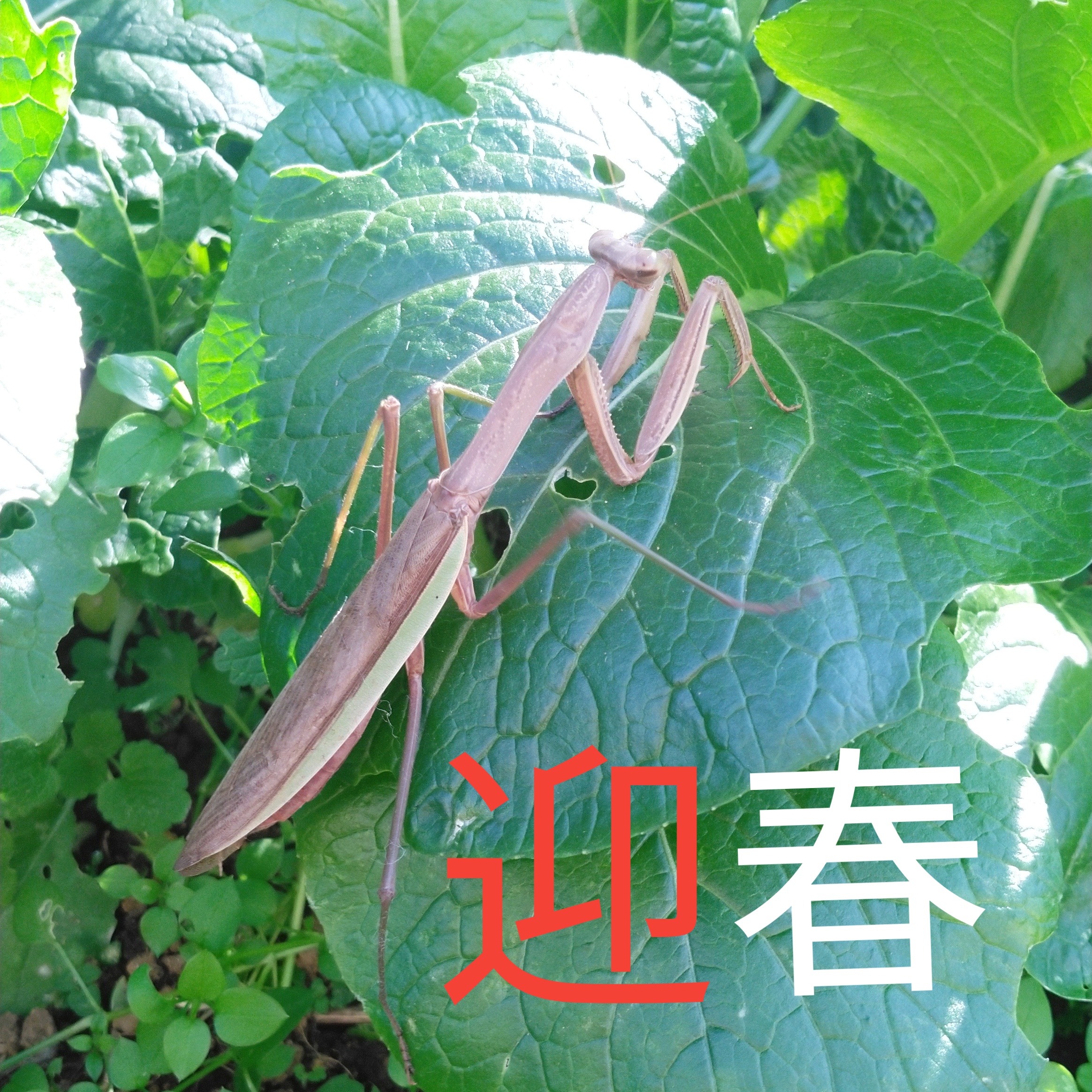 ２０２４．１．４  へちま便り 「迎春」