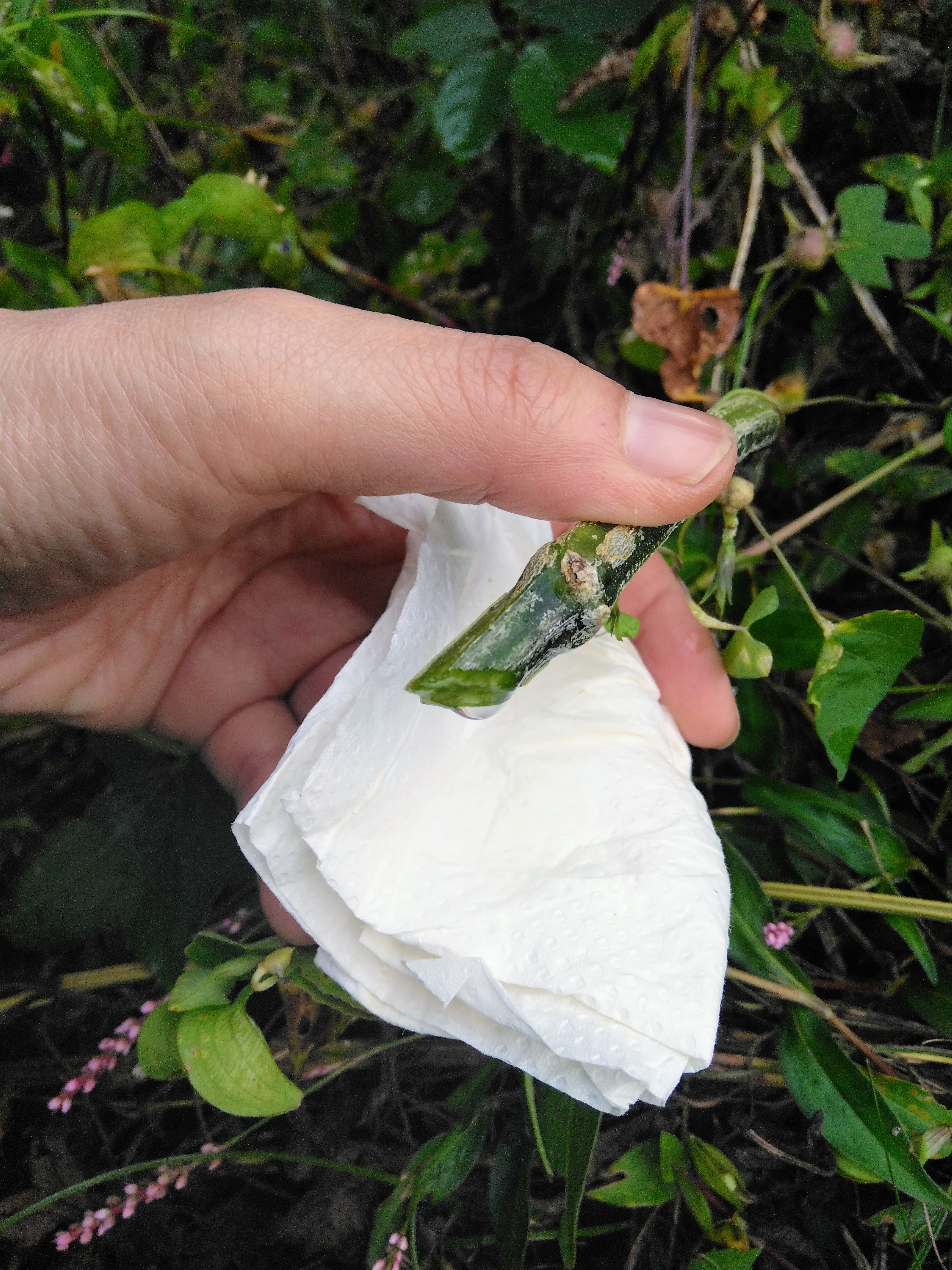 ２０２５．１０．９  へちま便り  【へちま水採集】