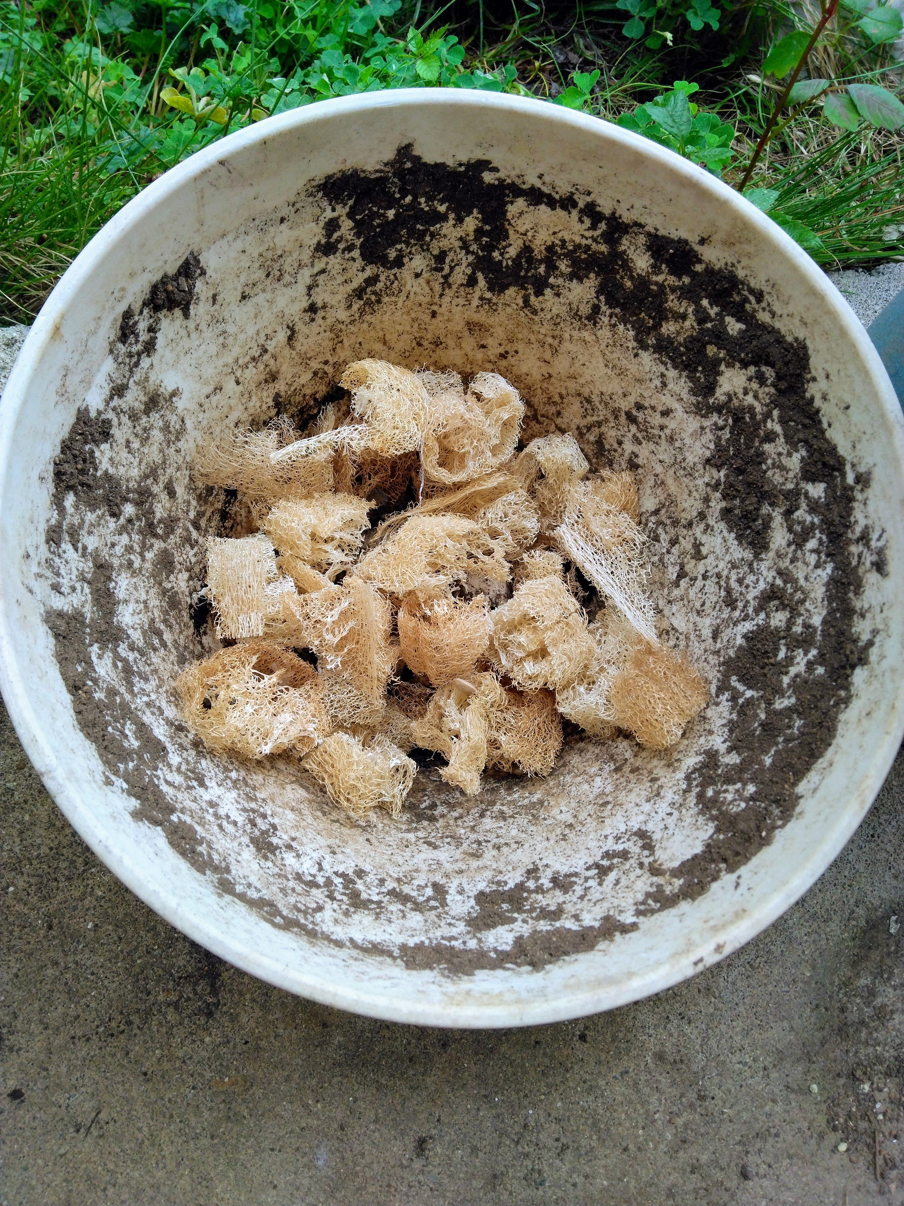 2025.10.11 へちま便り 【へちま氏の引退…】