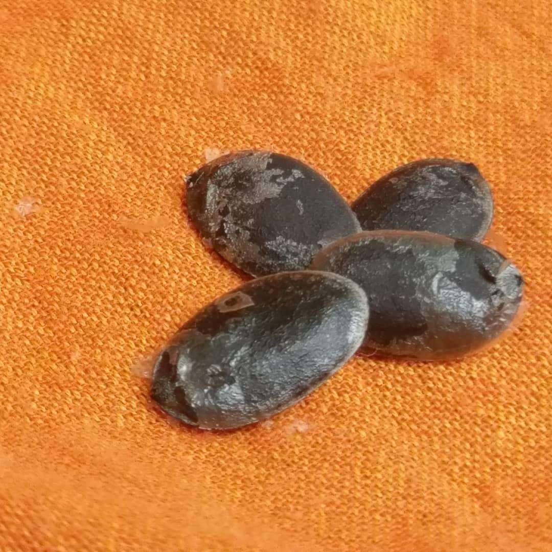 ２０２５．１２．２６  へちま便り 【冬休みのお知らせ】