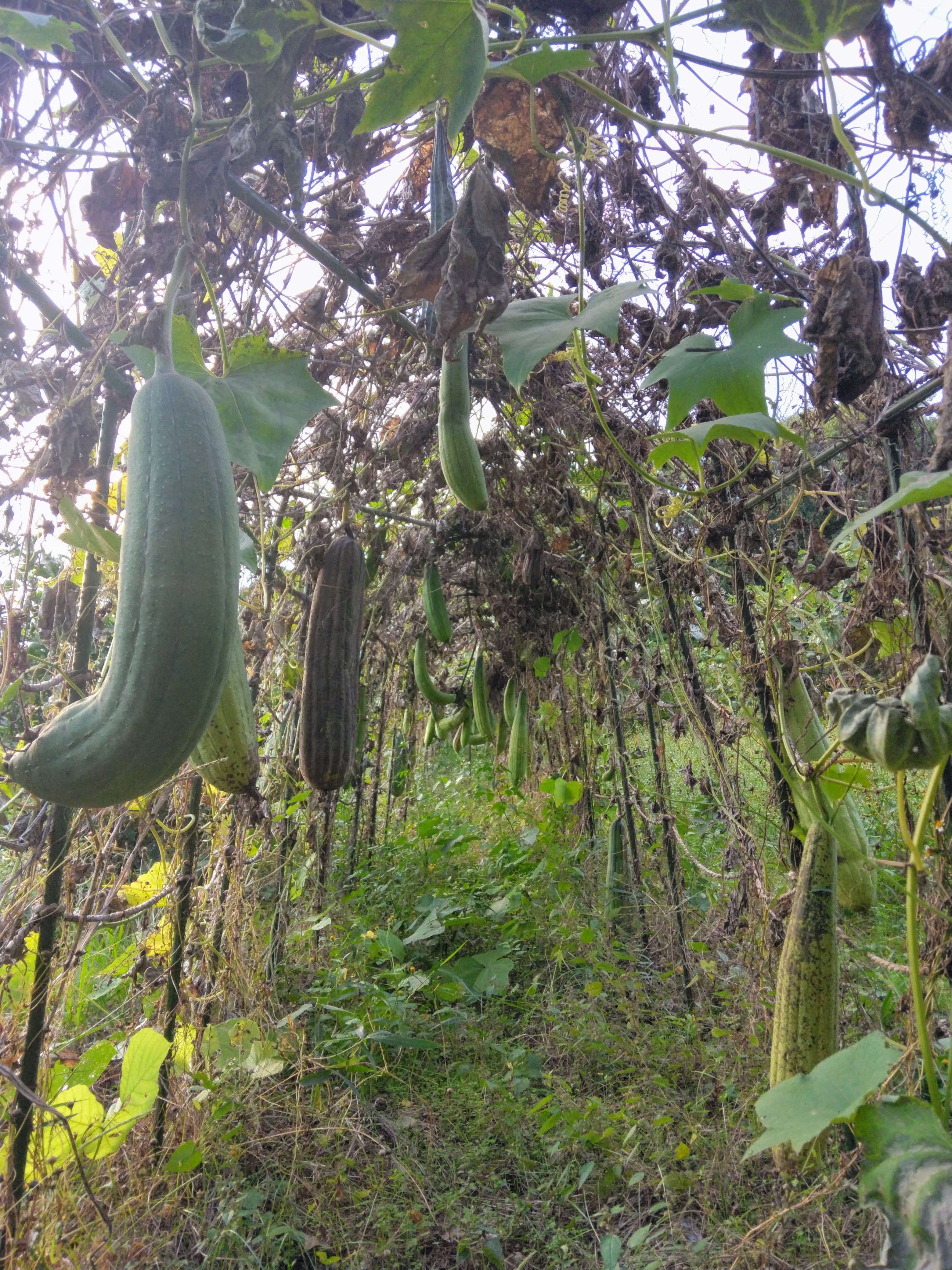 2025.10.30 へちま便り 【畑の記録1027】