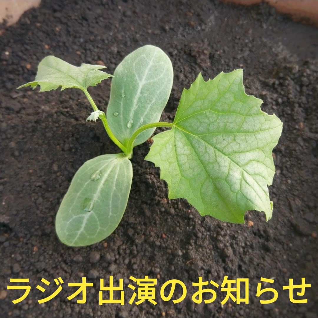 ２０２３．６．２１  へちま便り 「ラジオ出演のお知らせ🆕」