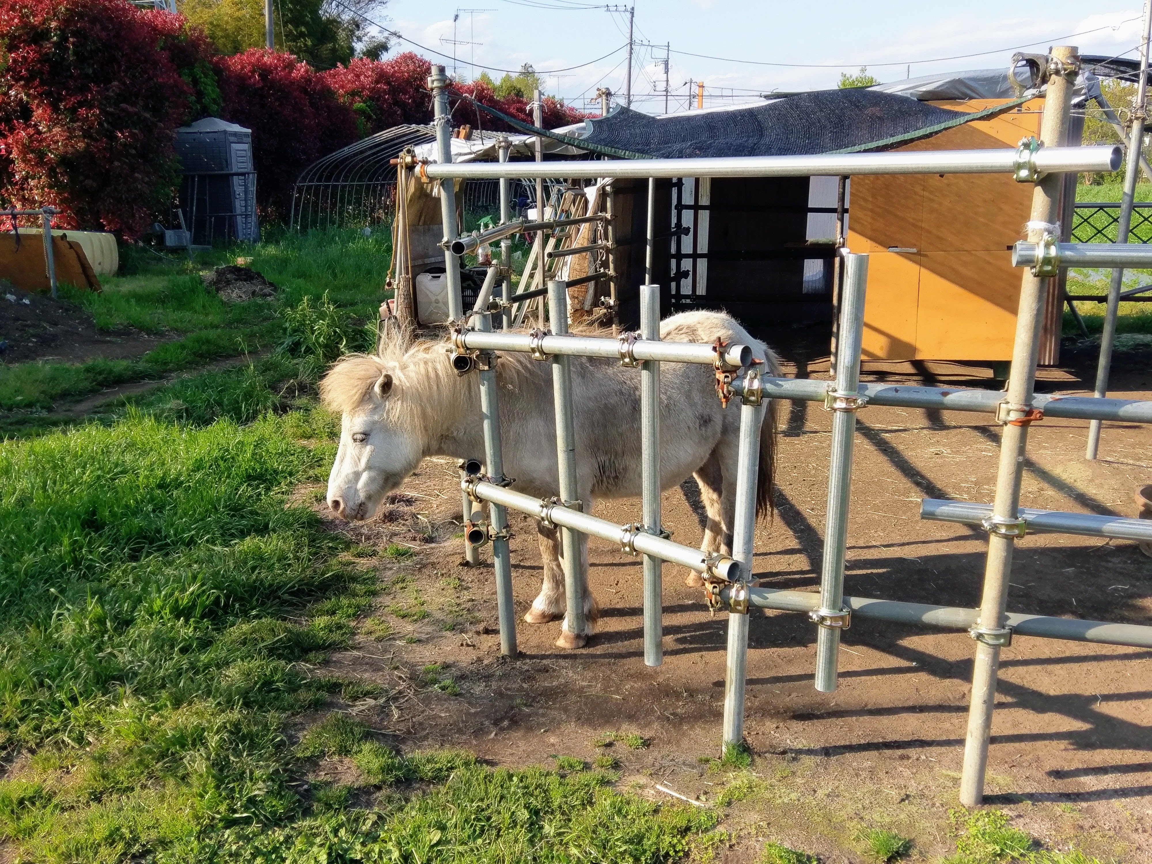 ２０２６．１．９  へちま便り 【今年のメインテーマ①】