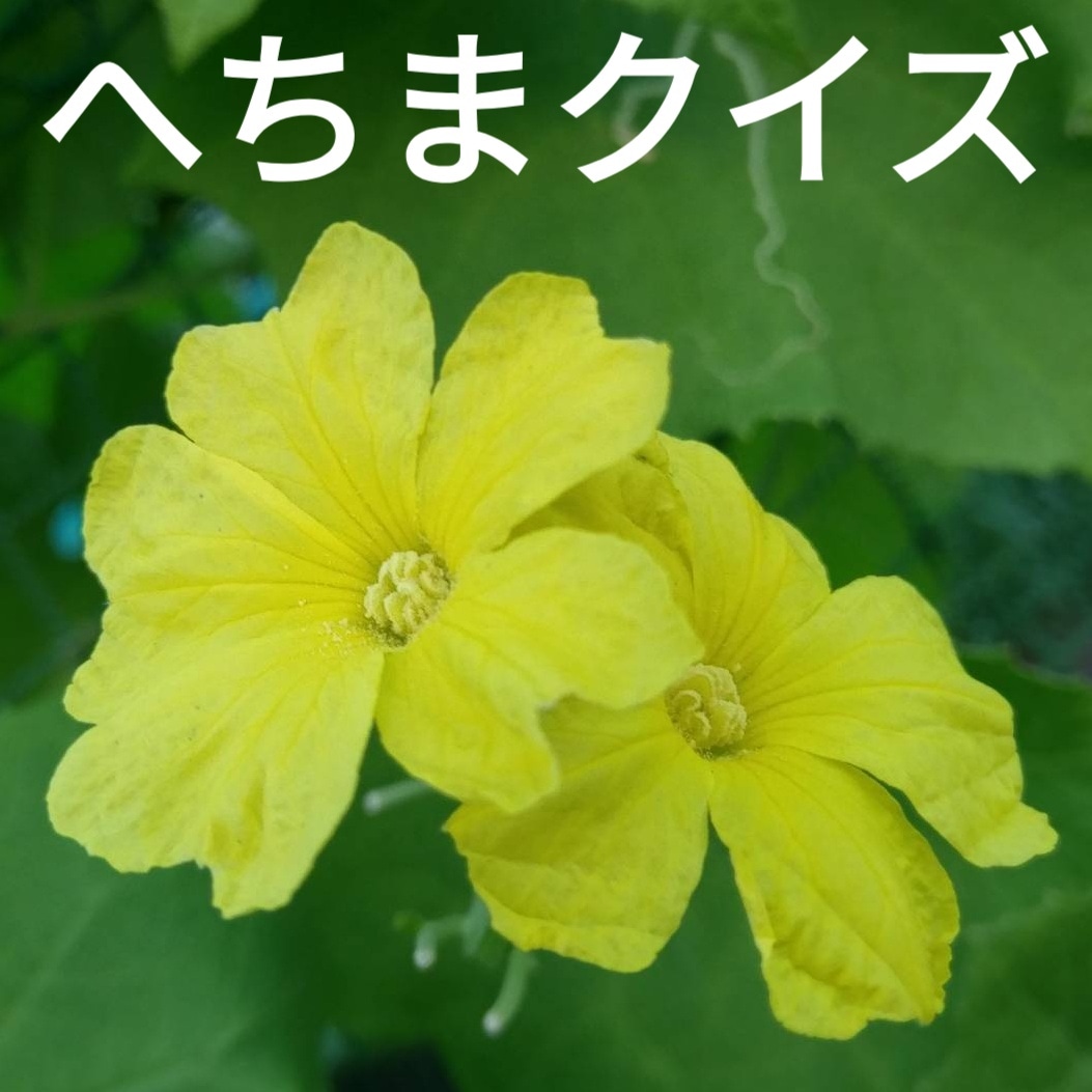 ２０２３．１０．２９ へちま便り 「へちまクイズ～へちま水編～」