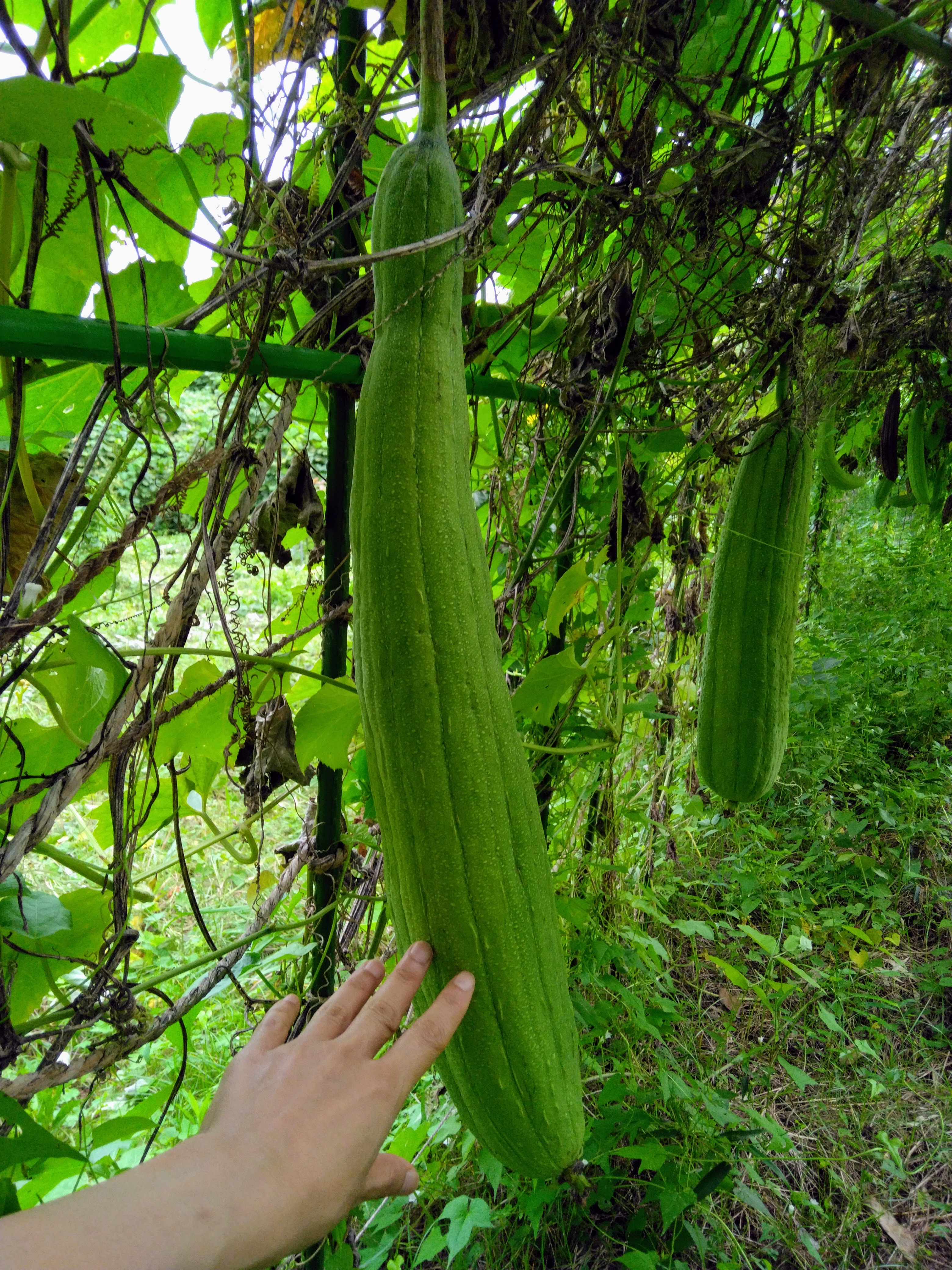 ２０２５．９．２０ へちま便り 【畑の記録0915】