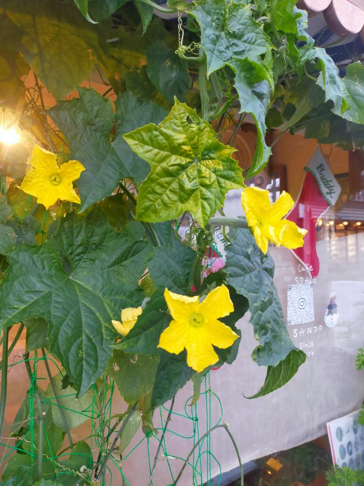 ２０２５．１１．３０  へちま便り 【初冬のへちま花】