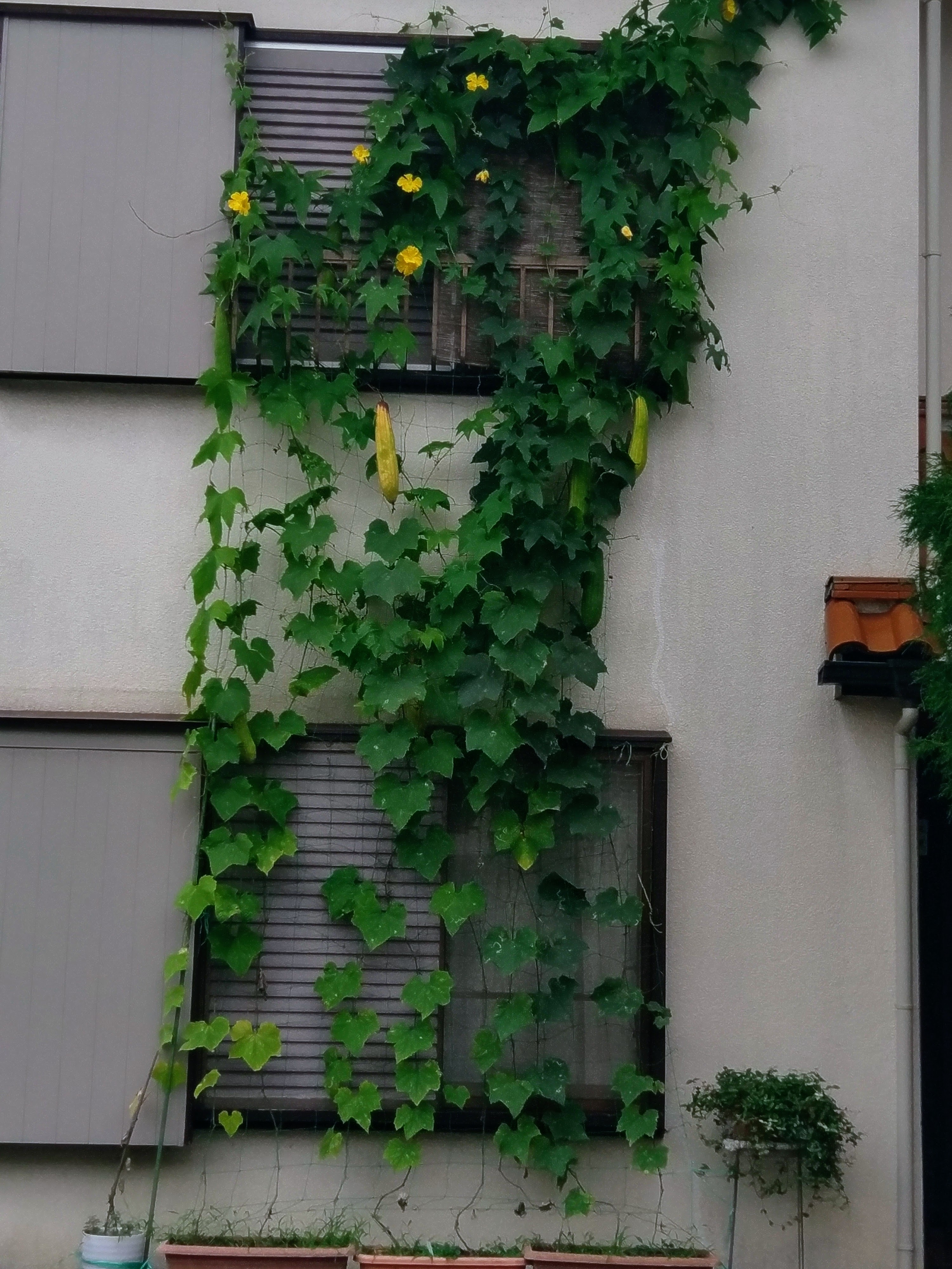 ２０２５．８．３  へちま便り 【へちまグリーンカーテンのコツ】