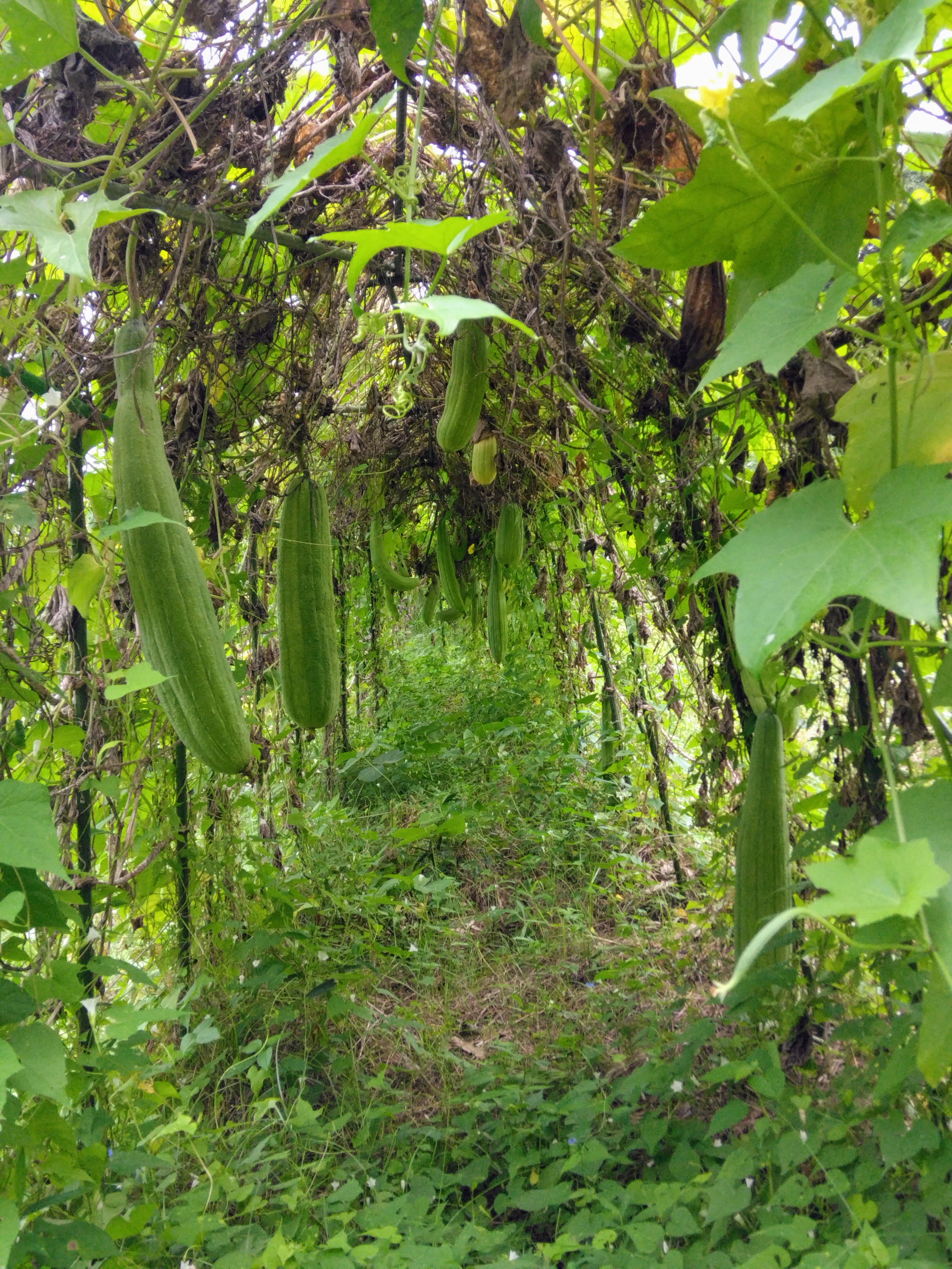 ２０２５．９．２０  へちま便り 【畑の記録0920】