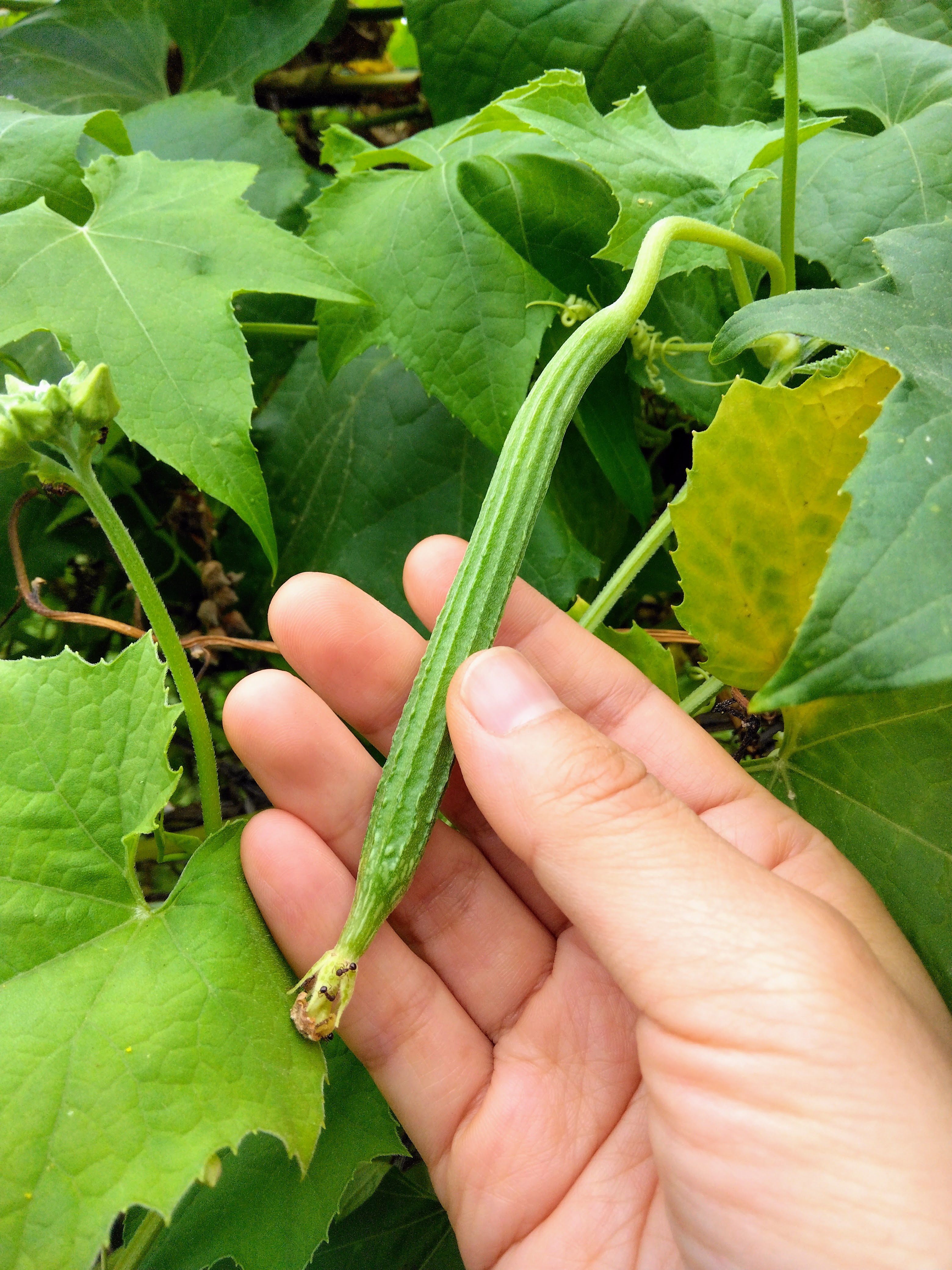 ２０２５．９．６     へちま便り  【畑の記録0904】