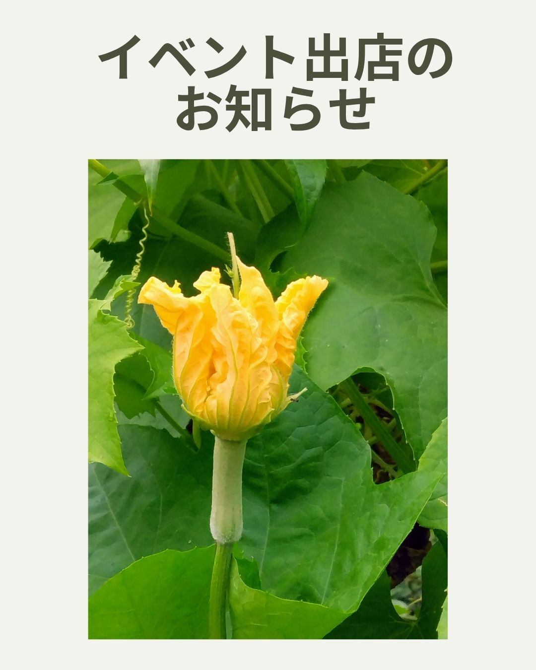 2025.10.26 へちま便り 【出店イベントのお知らせ】