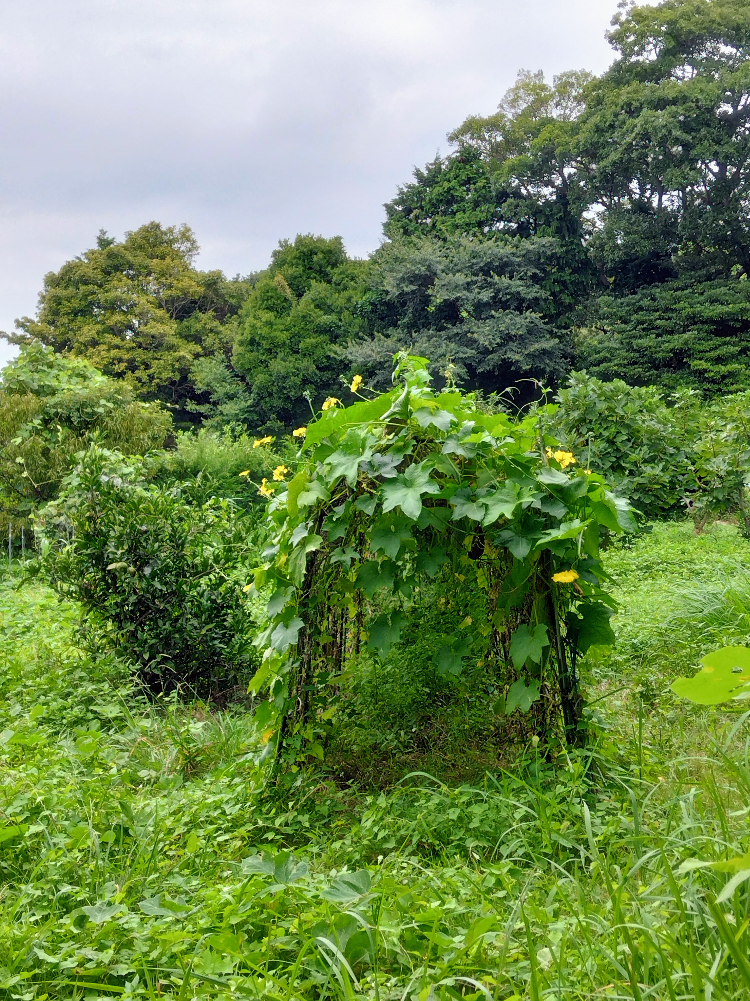 2025.8.29 へちま便り 【畑の記録0828】