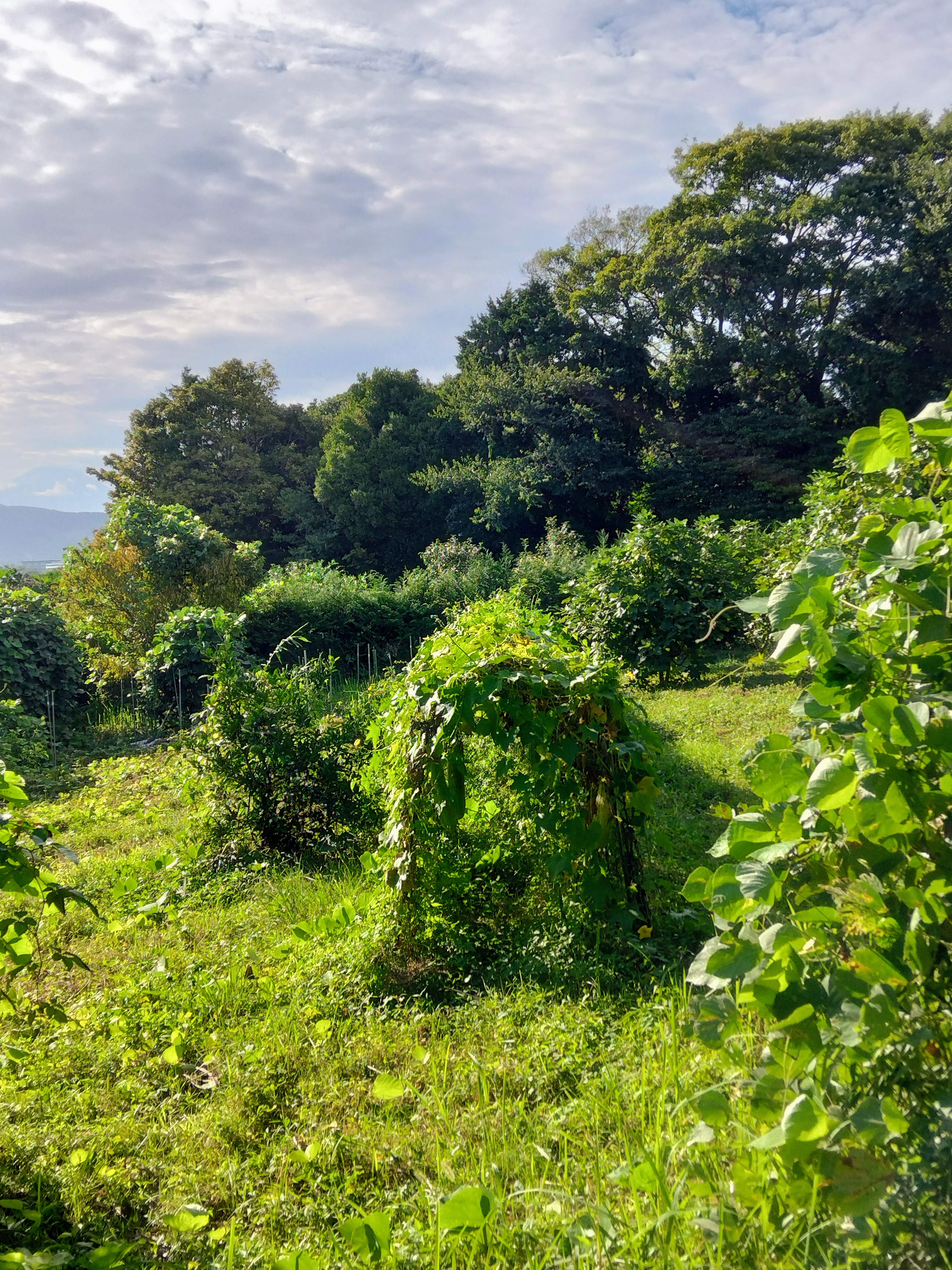 ２０２５．９．２５   へちま便り  【畑の記録0925】
